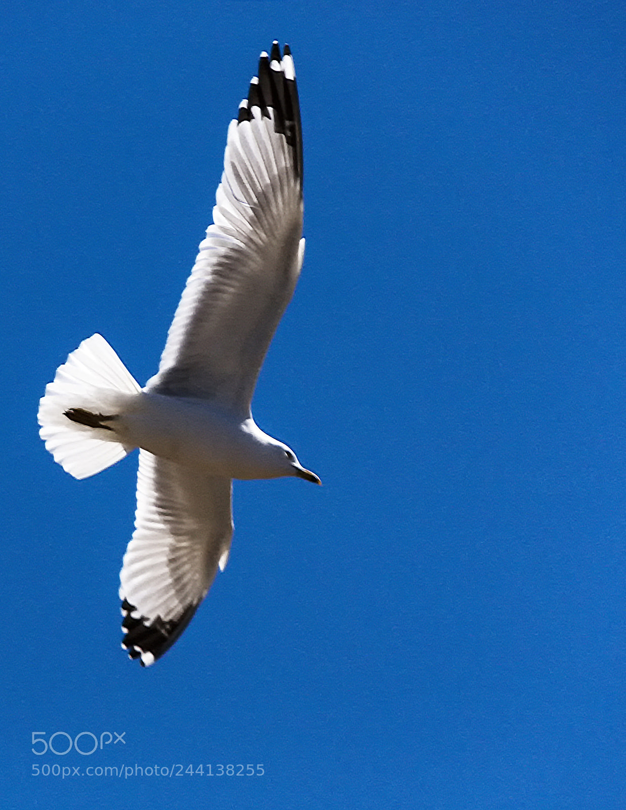 Canon EOS 450D (EOS Rebel XSi / EOS Kiss X2) sample photo. Lone seagull photography
