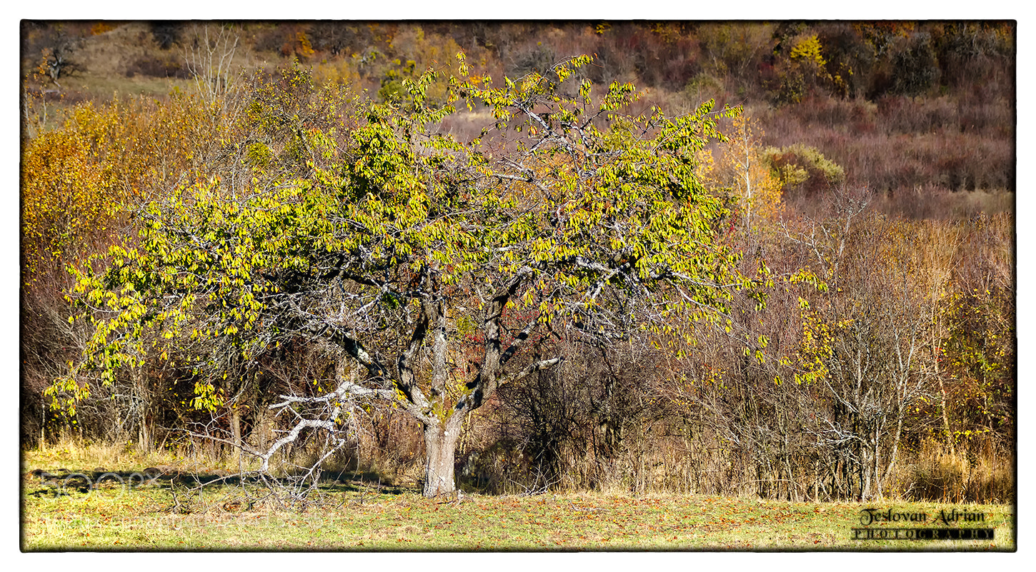 Canon EOS 7D Mark II sample photo. Leaves photography