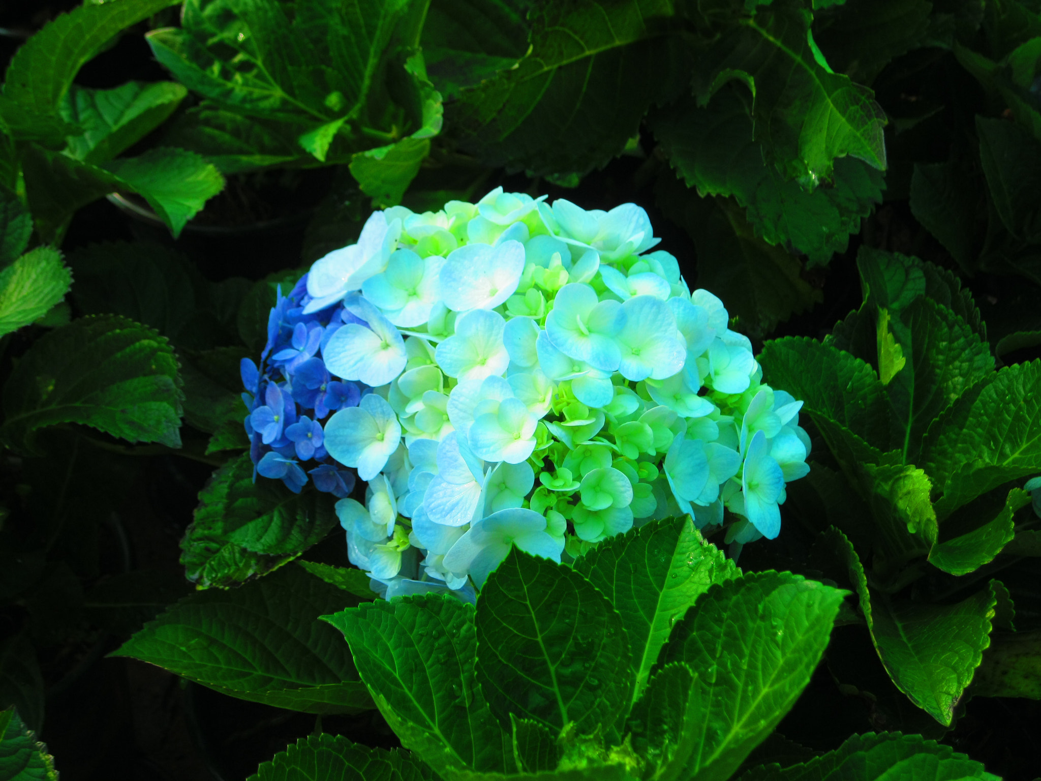 Canon PowerShot A3100 IS sample photo. Hydrangea flower photography