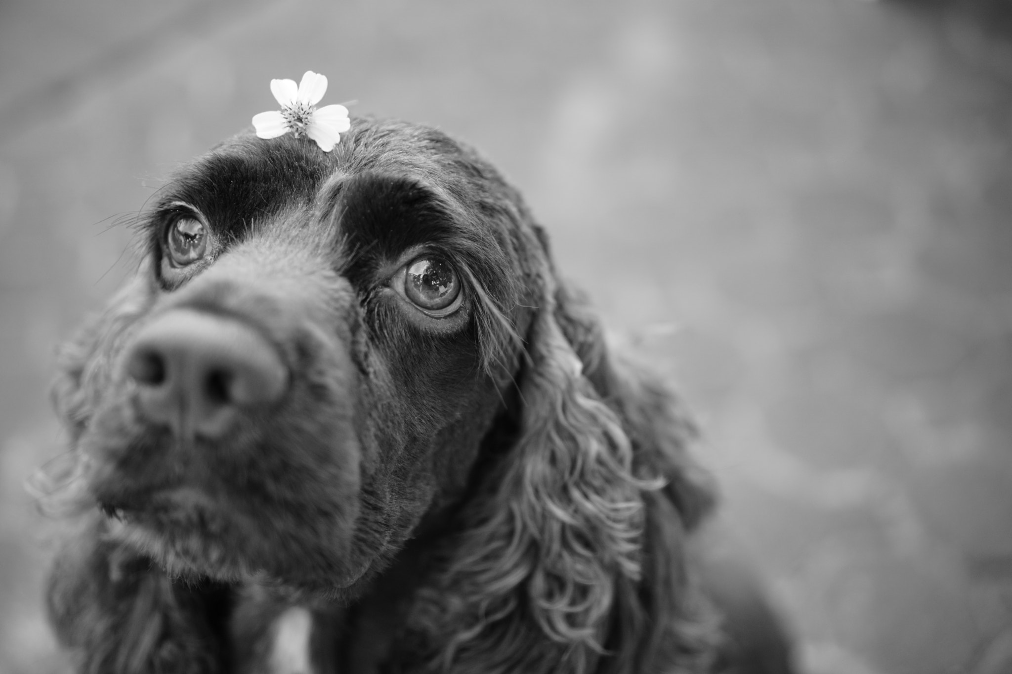 Sony a6000 + Sony E 35mm F1.8 OSS sample photo. My dog. photography