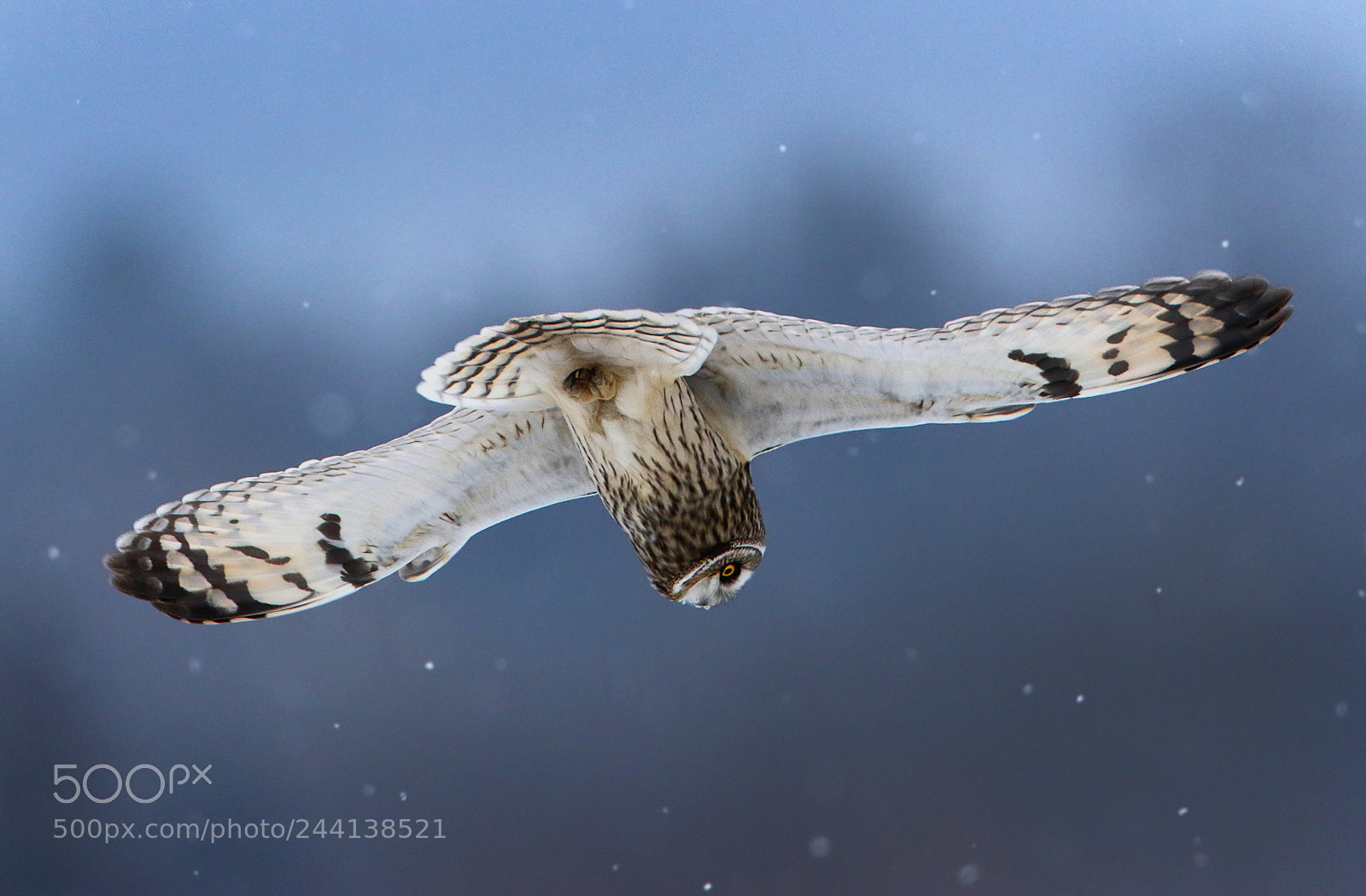 Canon EOS 7D Mark II sample photo. When the hunter spots photography