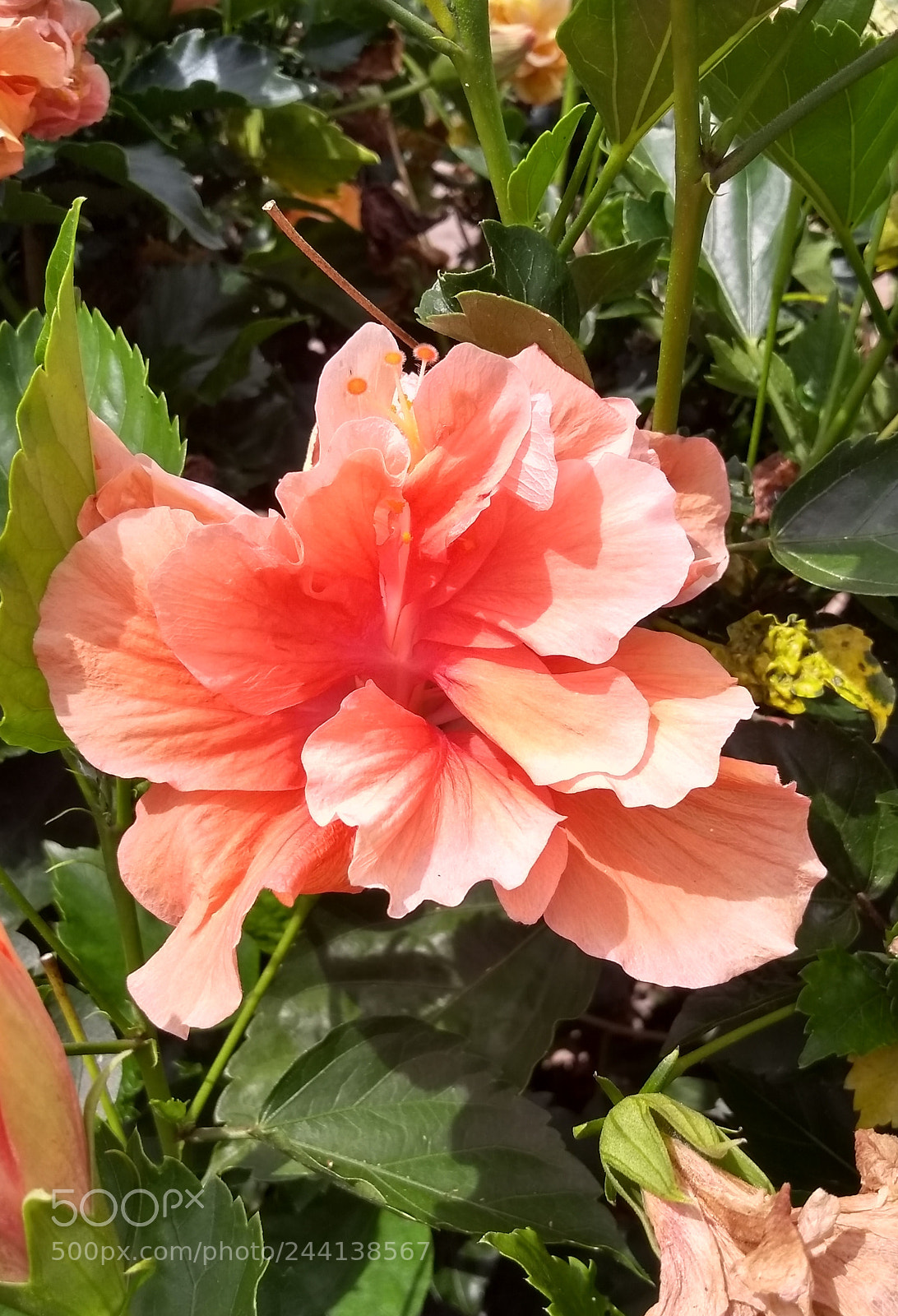 Motorola Moto G (5S) sample photo. Untitled photography