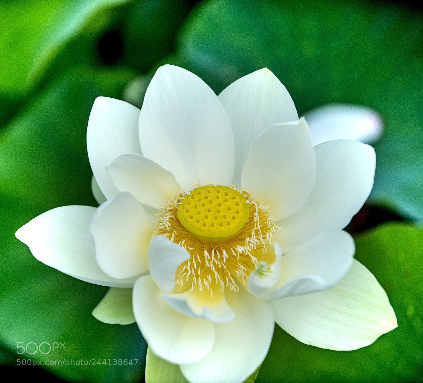 Nikon D800 sample photo. Untitled photography
