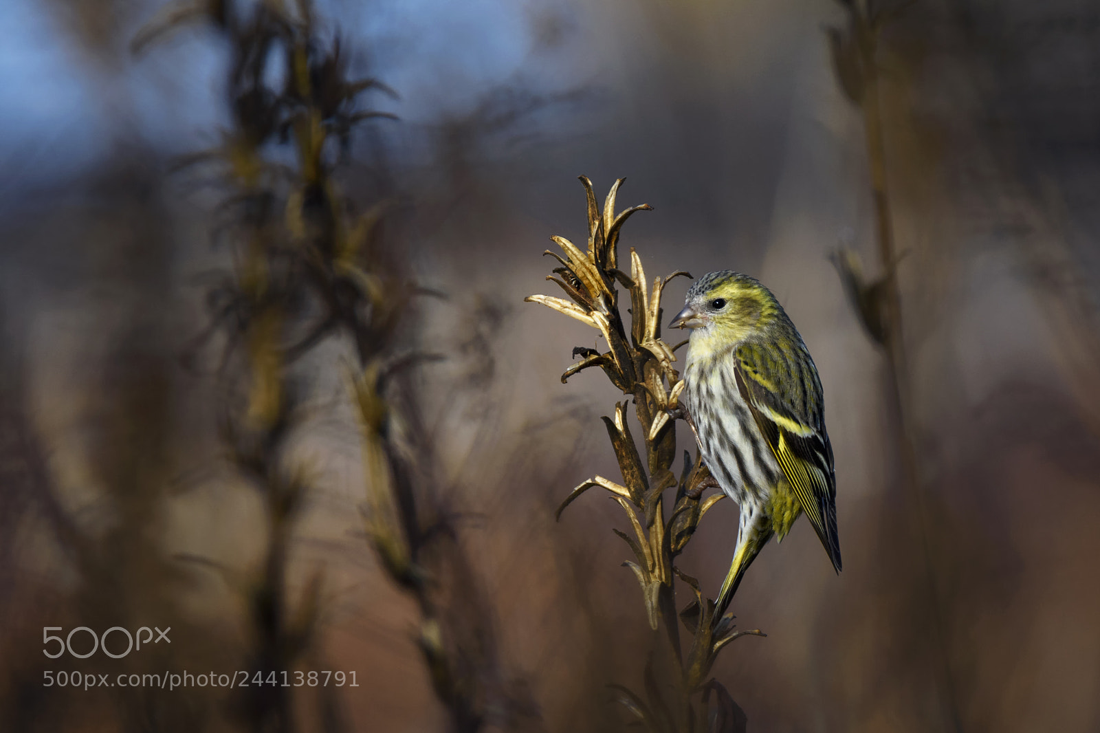 Nikon D7200 sample photo. Eurasian siskin photography
