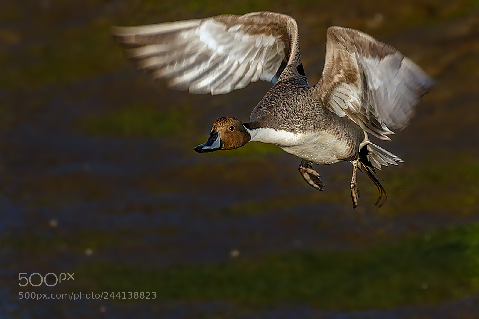 Canon EOS 7D Mark II sample photo. Pintail on the move photography