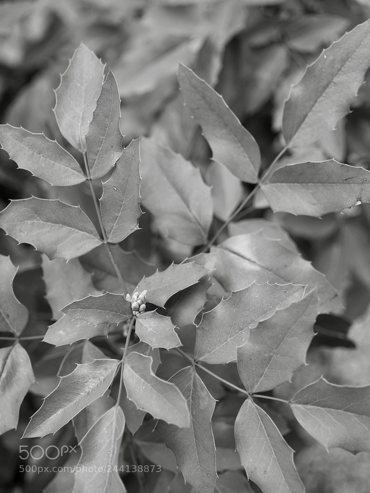 Olympus OM-D E-M10 II sample photo. Leaves photography