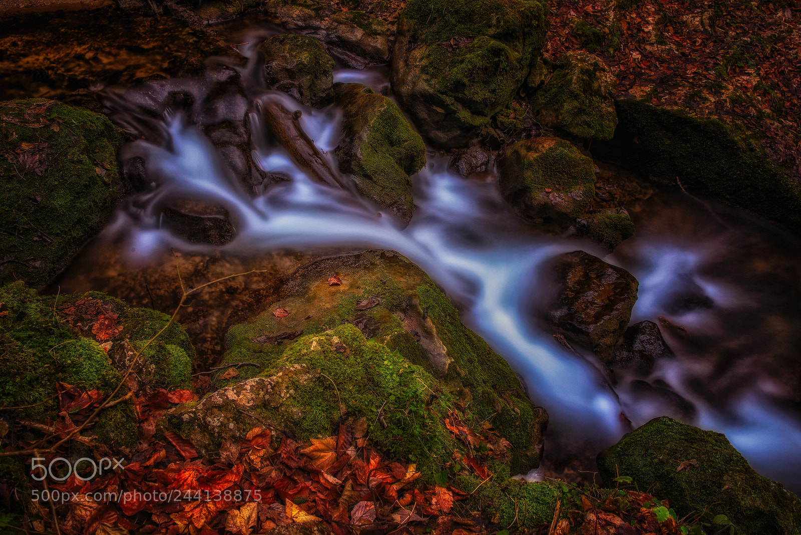 Nikon D810 sample photo. Foliage photography