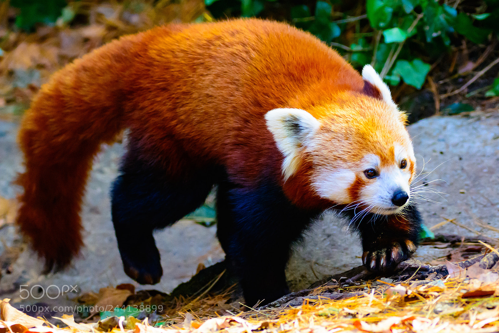 Nikon D7100 sample photo. Red panda photography