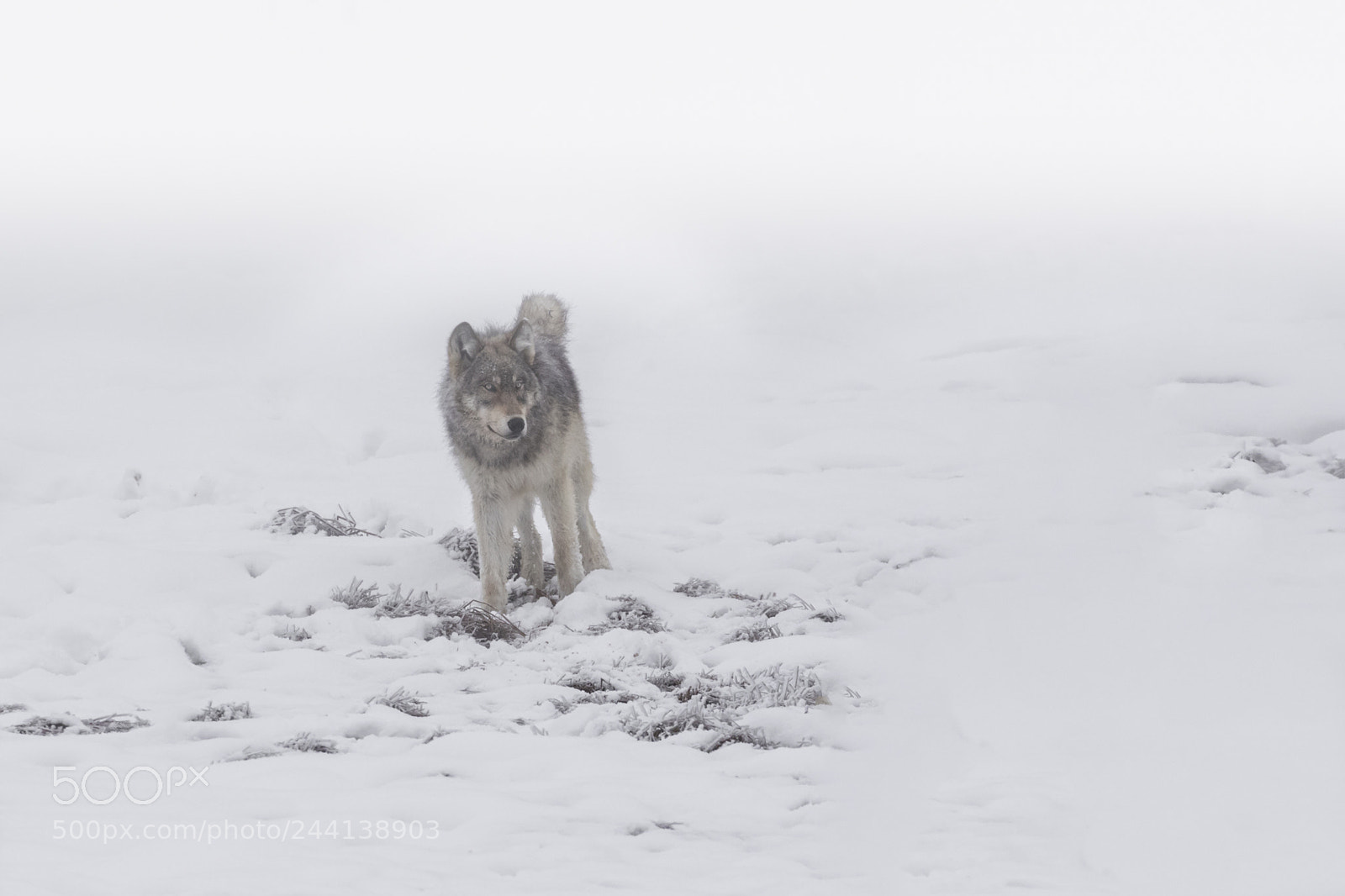 Canon EOS 7D Mark II sample photo. Grey wolf in winter's photography