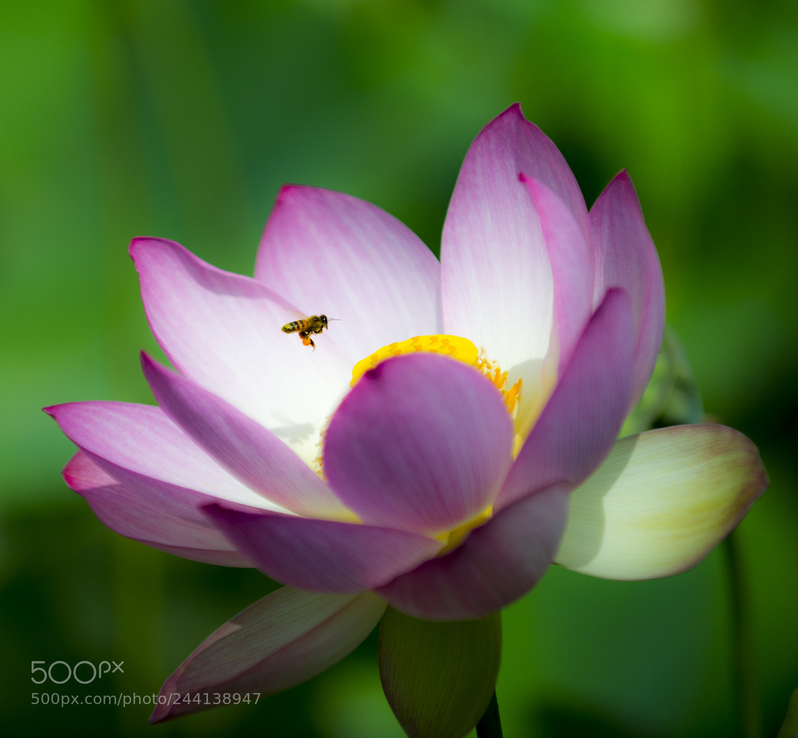 Nikon D800 sample photo. Untitled photography
