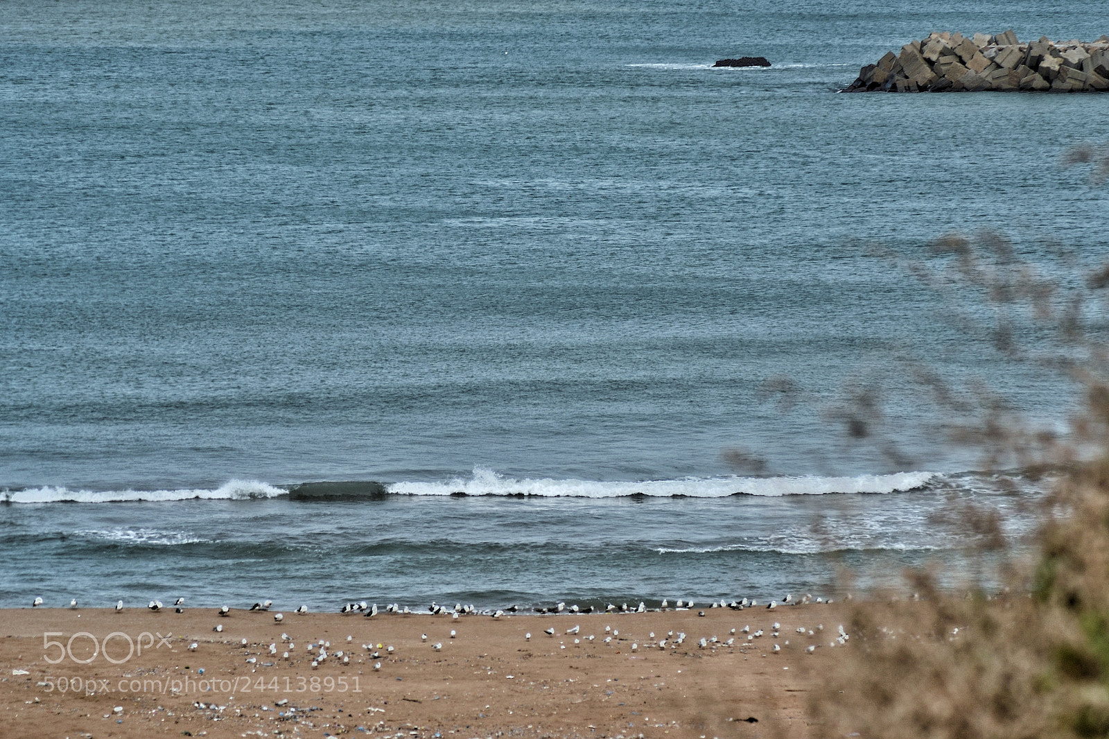 Nikon D3100 sample photo. Brise marine & petits migrateurs photography