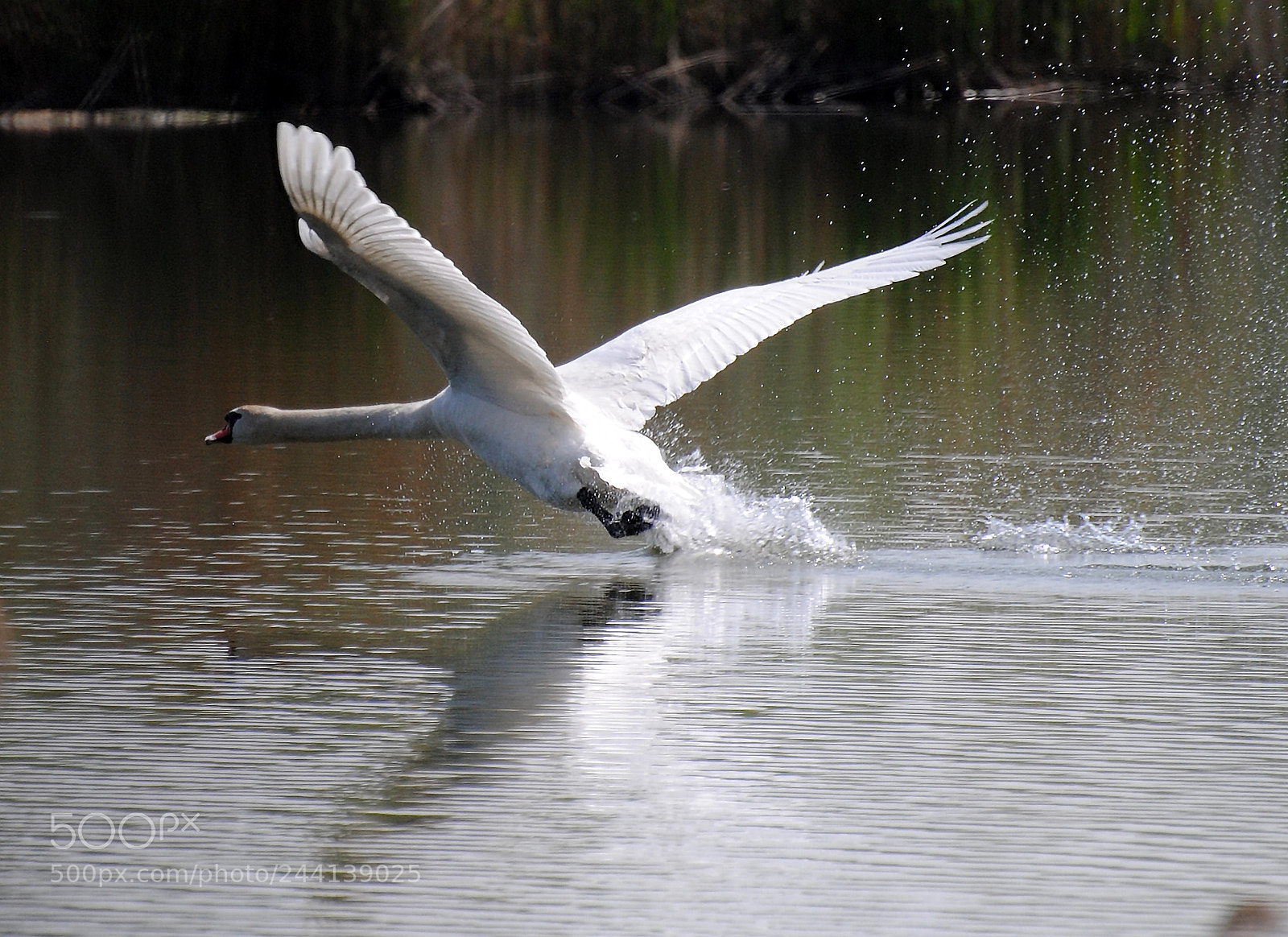 Nikon D3000 sample photo. Swaaannnnn photography