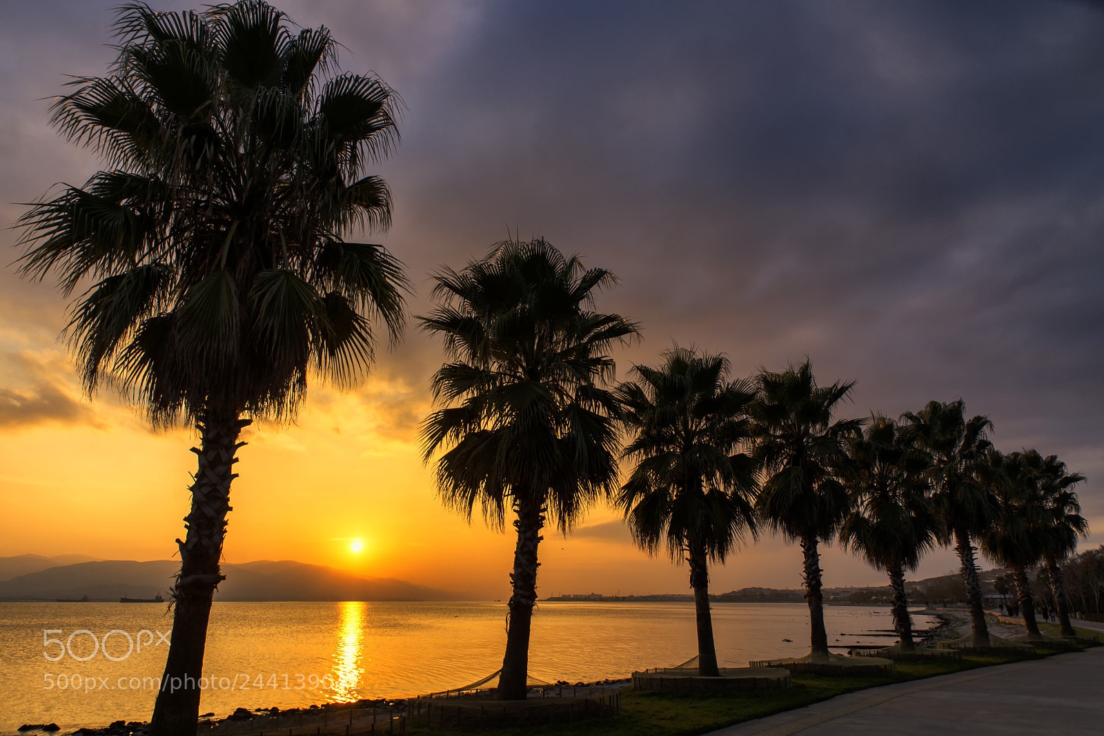 Nikon D600 sample photo. Palm sunset photography