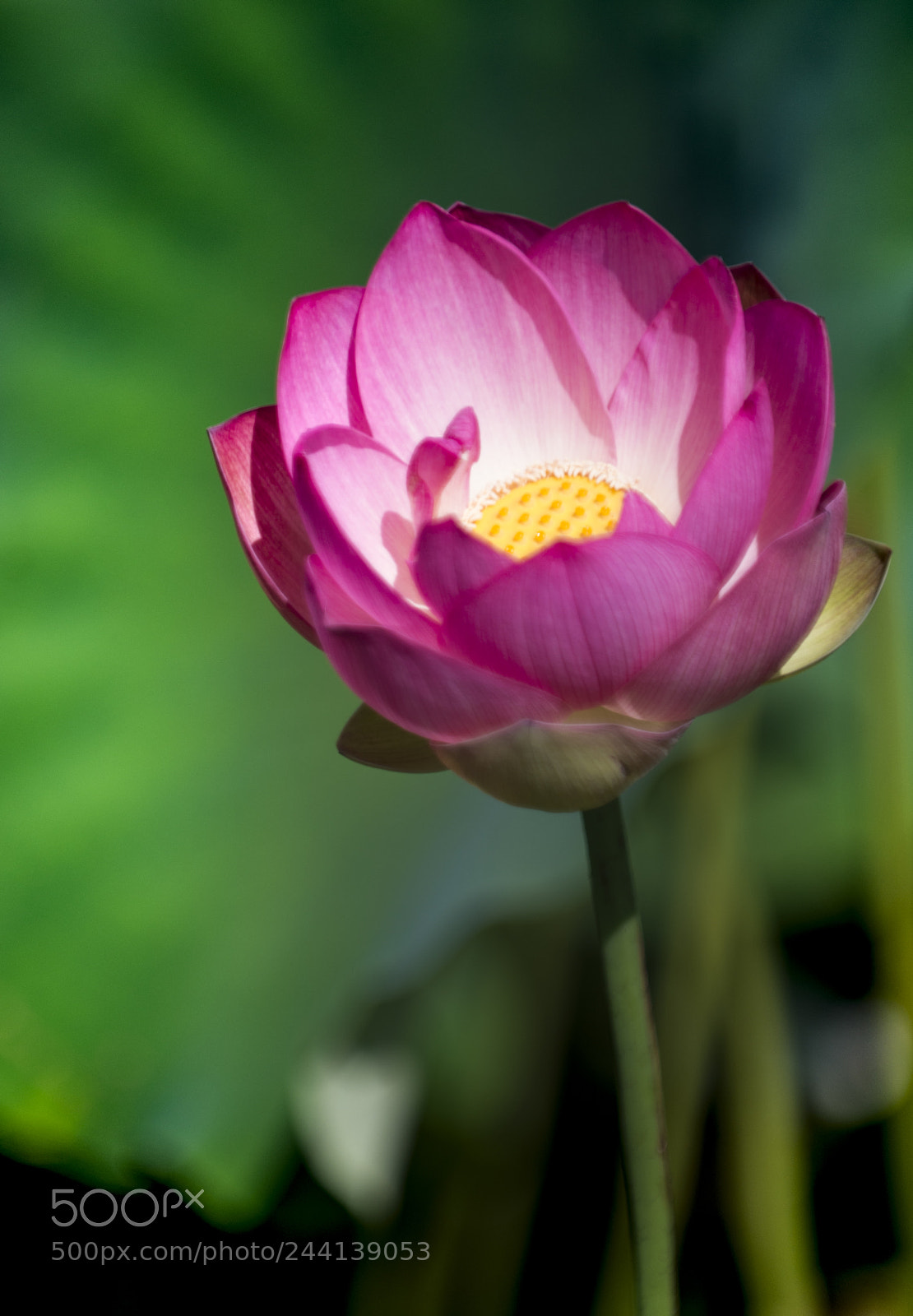 Nikon D800 sample photo. Untitled photography