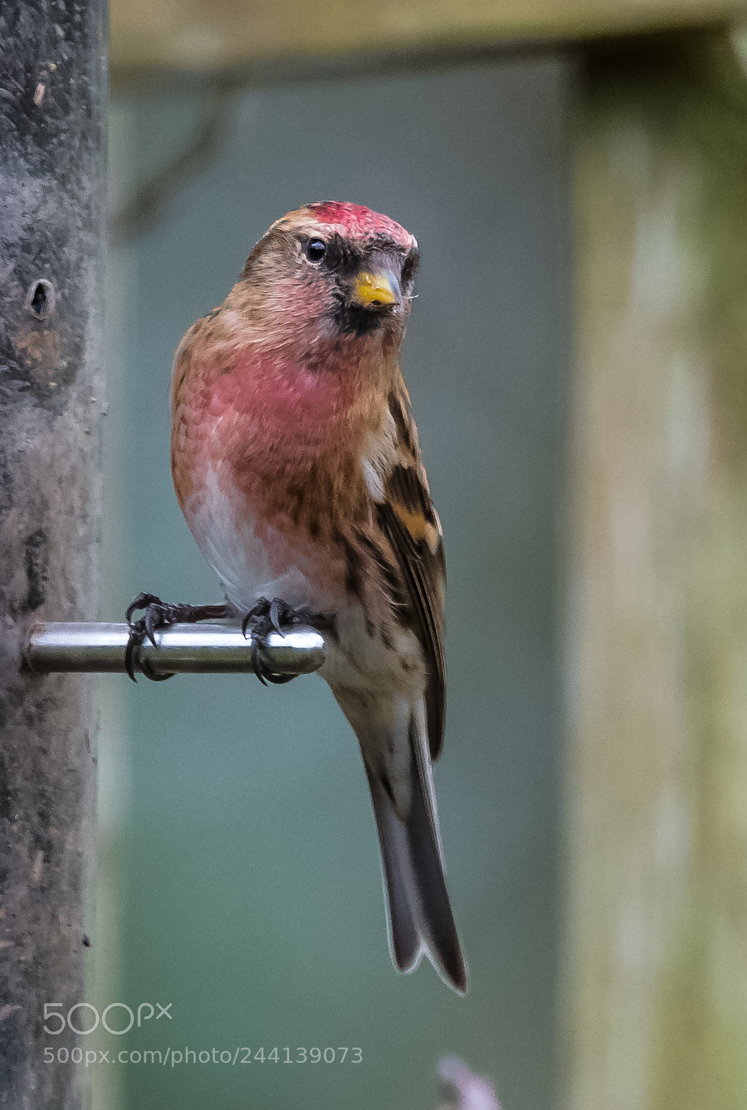 Nikon D850 sample photo. Lesser redpoll iii photography