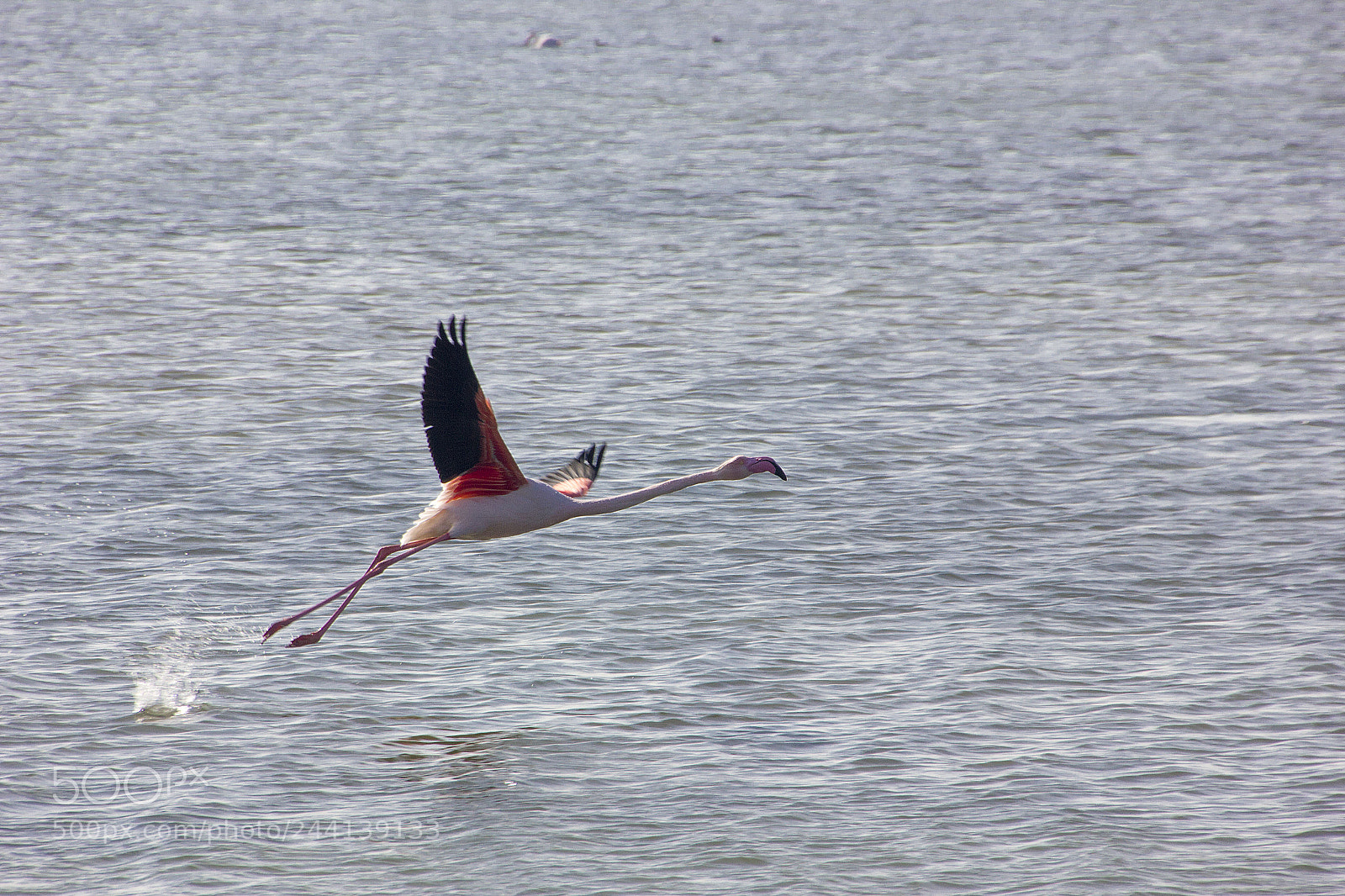 Canon EOS 550D (EOS Rebel T2i / EOS Kiss X4) sample photo. Flamingo photography