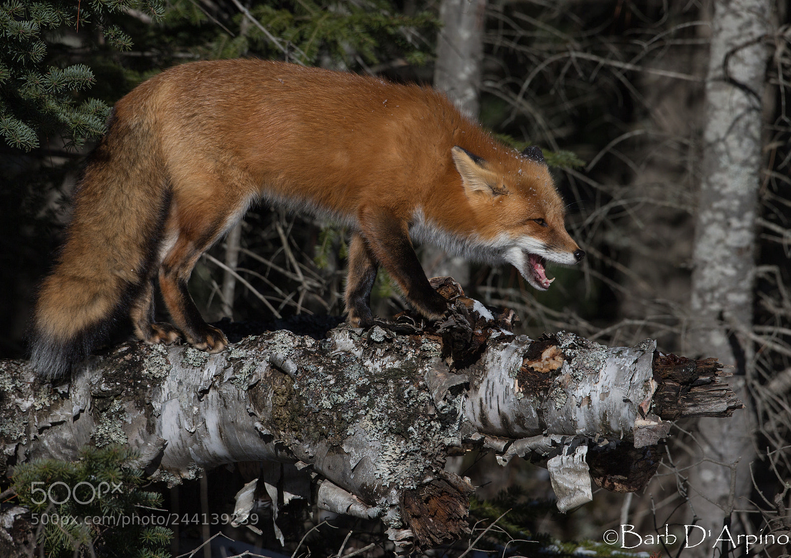 Canon EOS-1D X sample photo. Female red fox photography