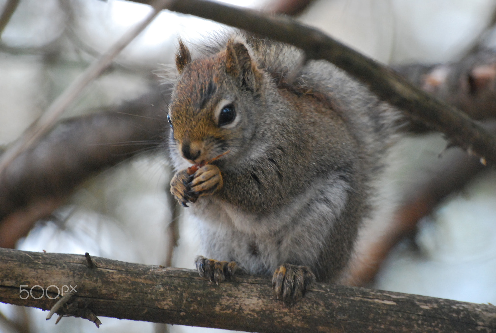 Nikon D60 + Sigma 70-300mm F4-5.6 APO DG Macro sample photo. () photography