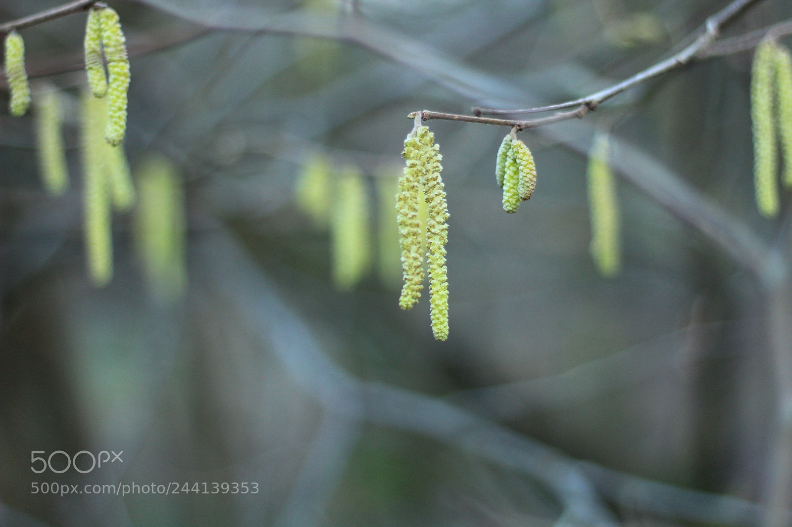 Canon EOS 1300D (EOS Rebel T6 / EOS Kiss X80) sample photo. Catkins photography