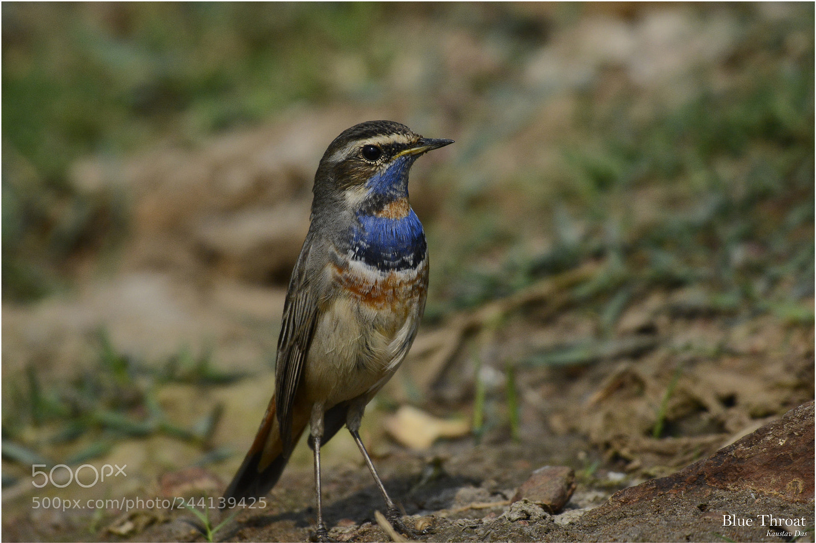 Nikon D7100 sample photo. Blue throat photography