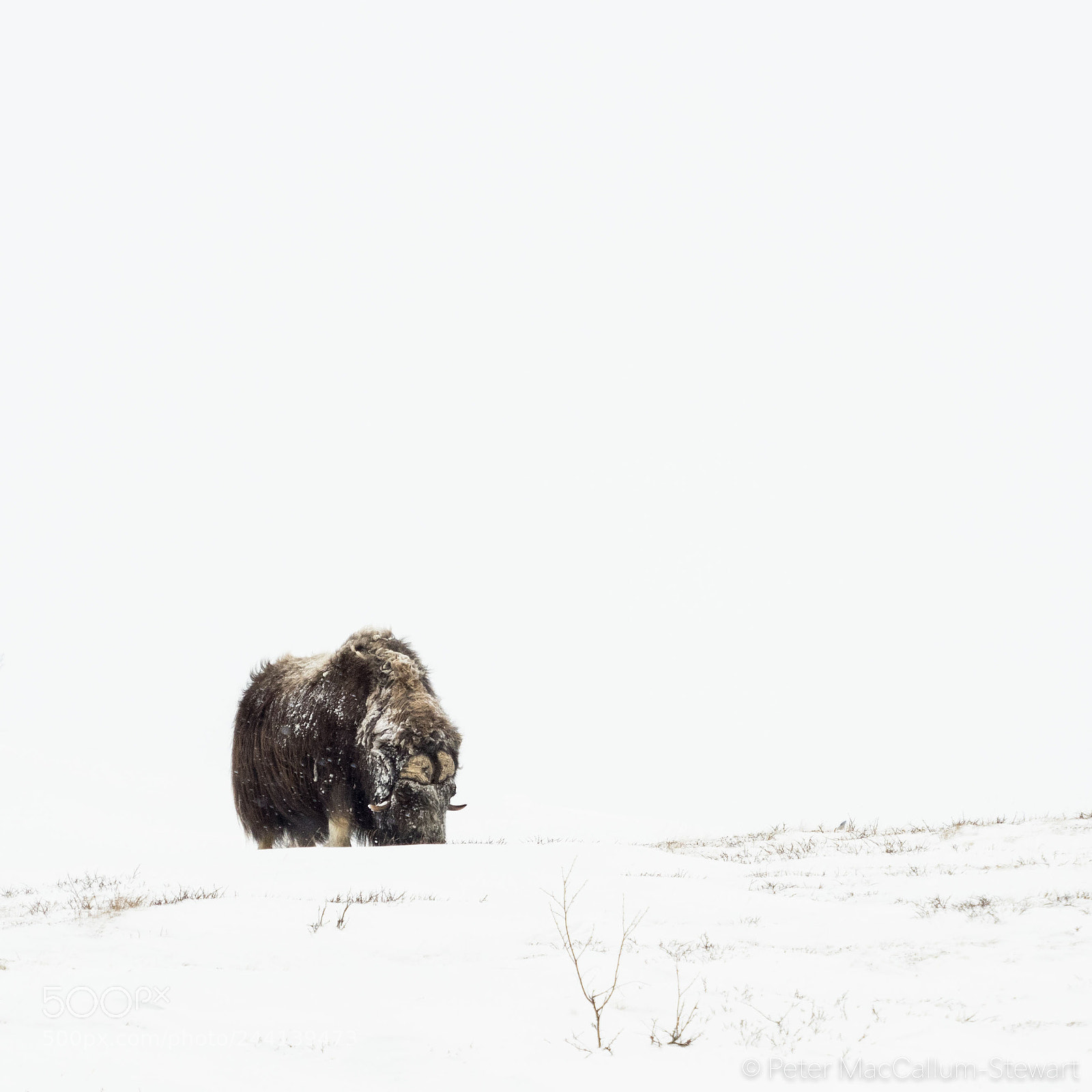 Olympus OM-D E-M1 sample photo. Musk ox photography