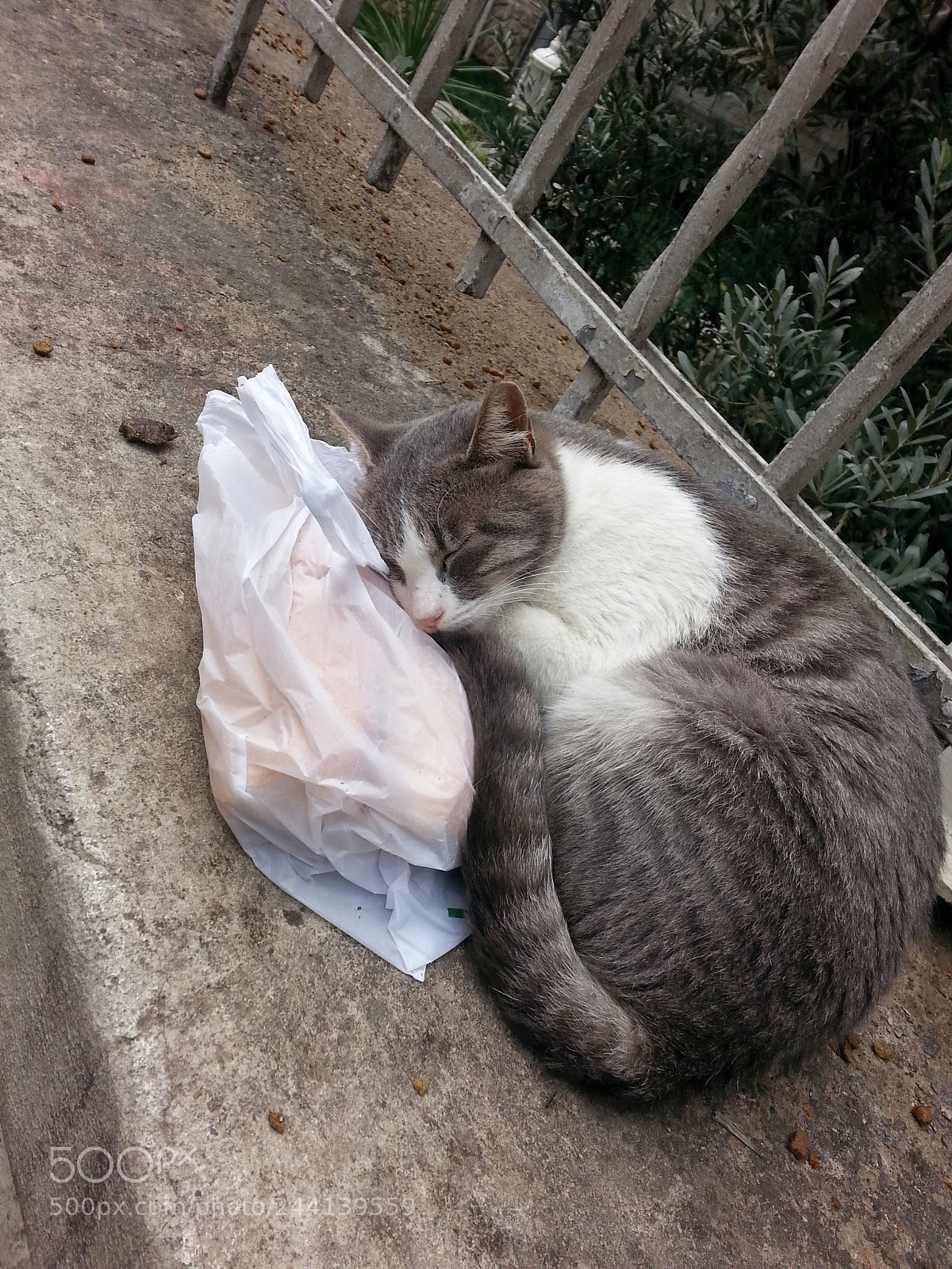 Samsung Galaxy S3 sample photo. Untitled photography