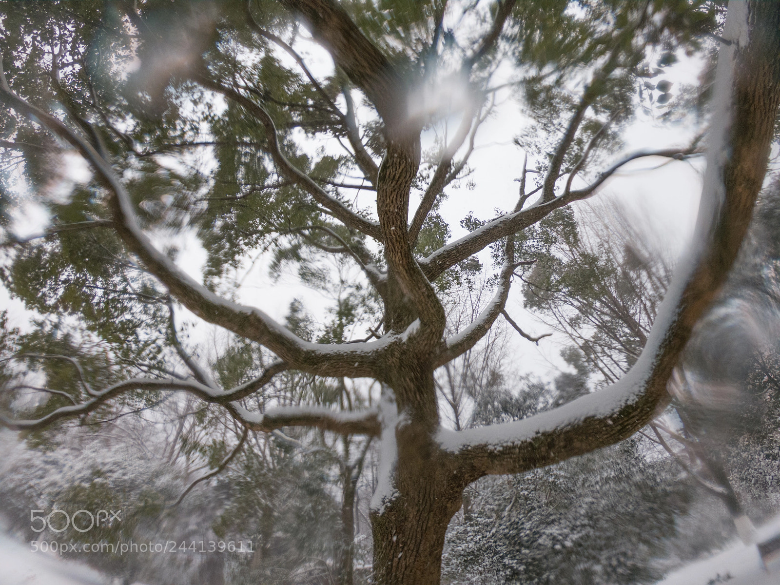 GoPro Hero6 Black sample photo. Nanjing zijin mountain photography