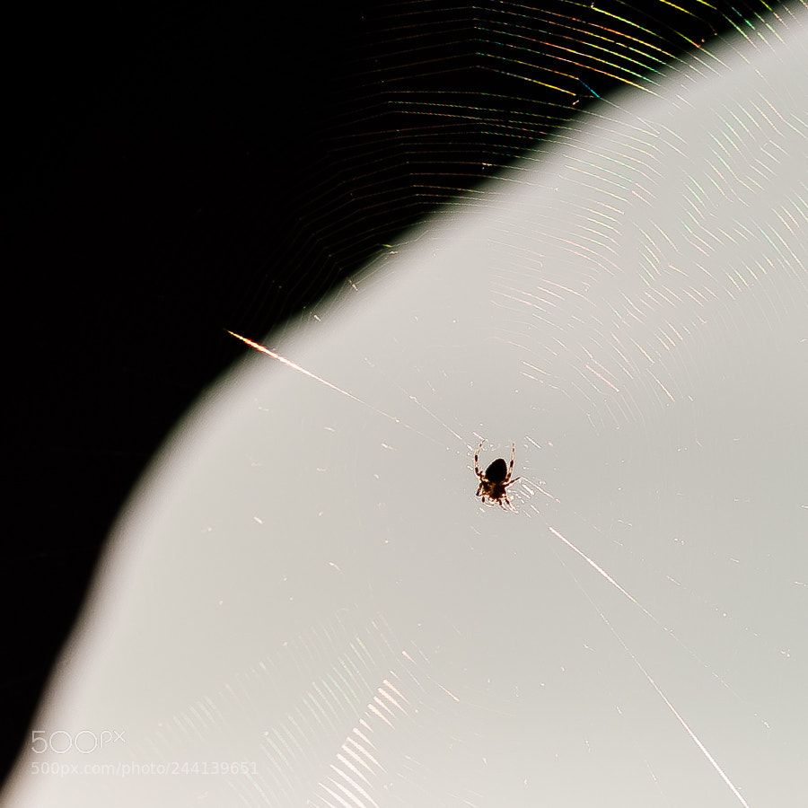 Pentax K10D sample photo. Yin and yang photography