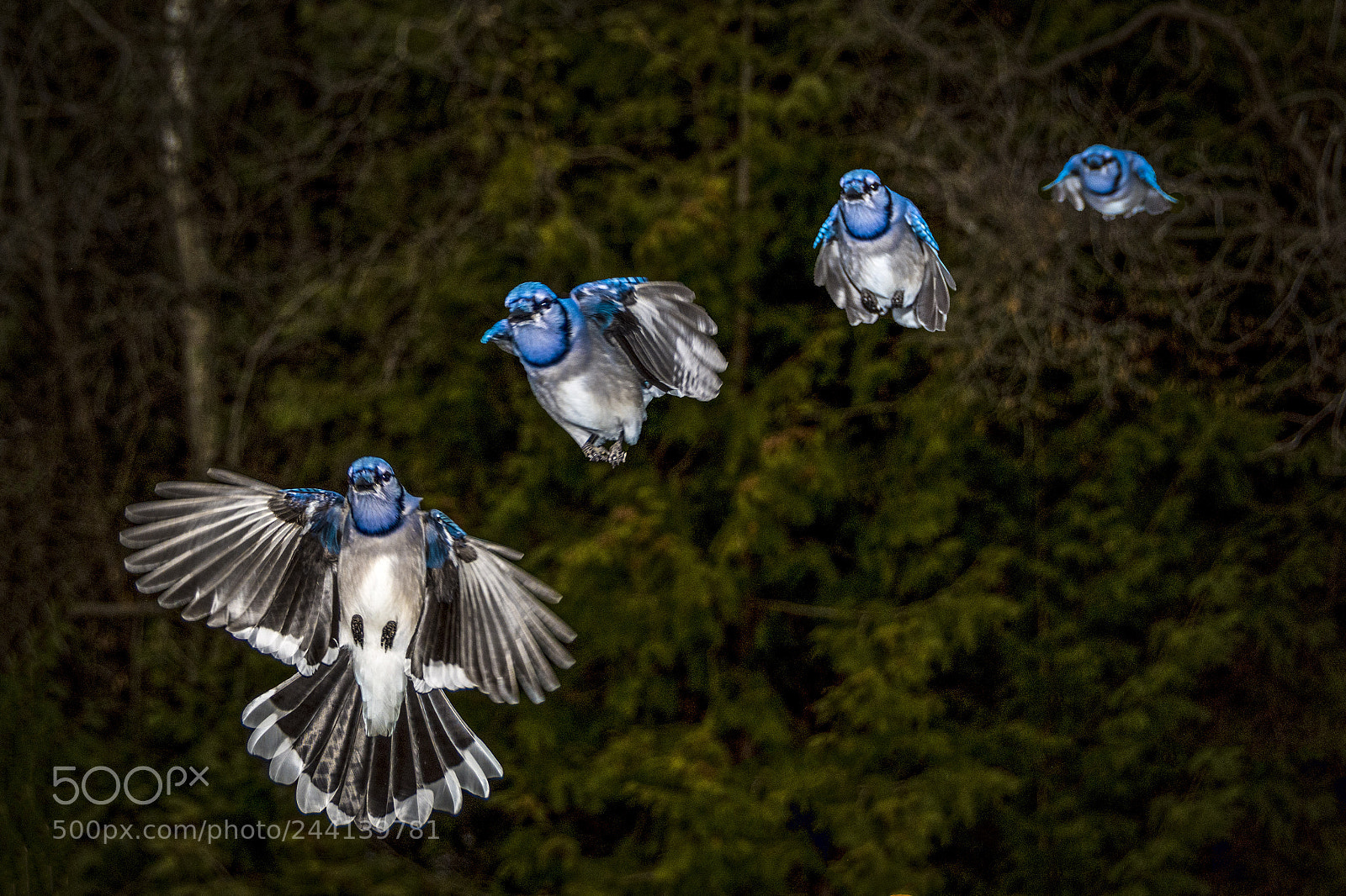 Nikon D7200 sample photo. Bluejay in flight photography