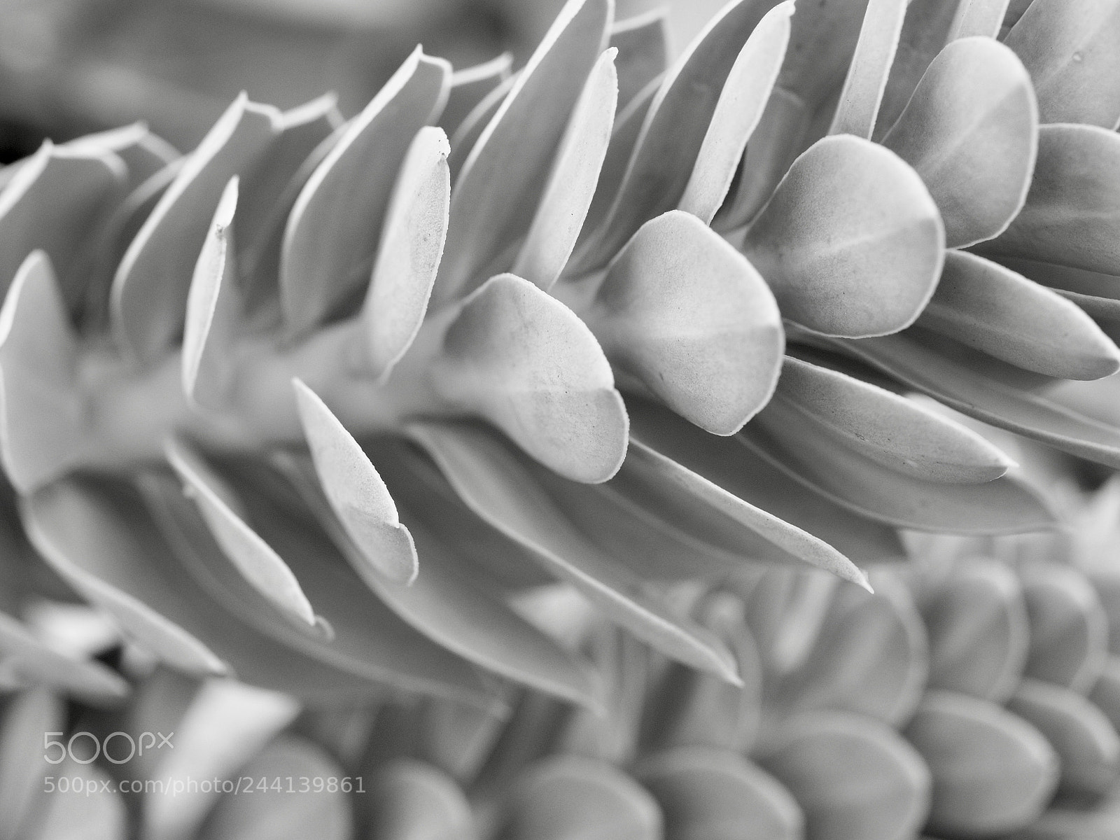 Olympus OM-D E-M10 II sample photo. Euphorbia myrsinites photography