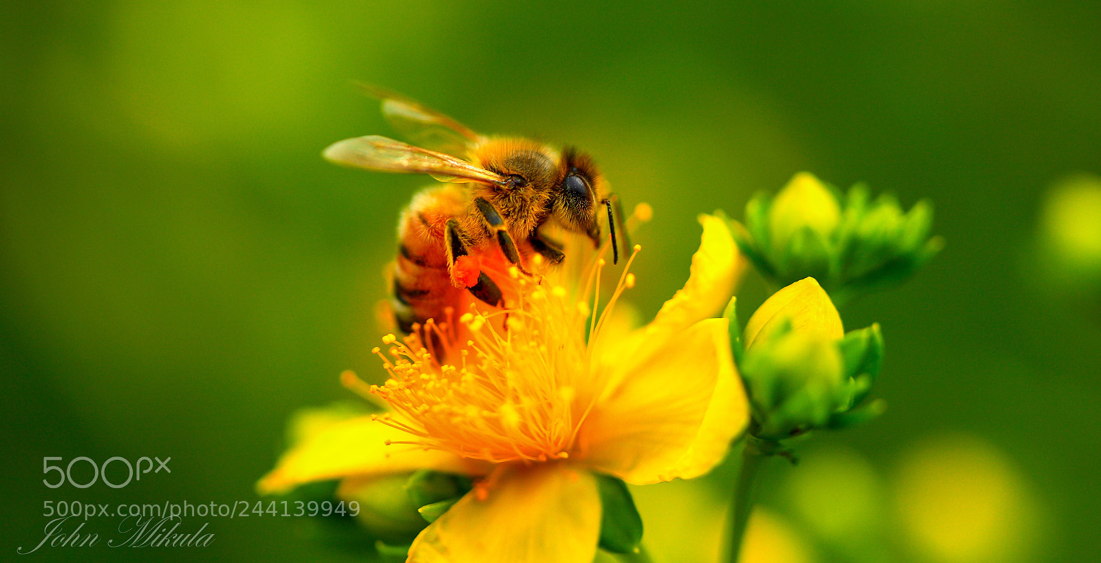 Canon EOS 5D sample photo. Nature's realm.  honey bee. photography
