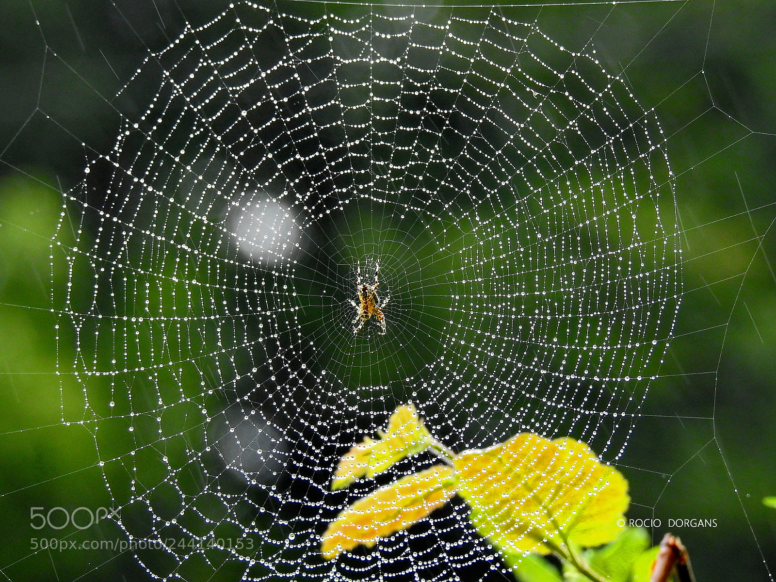 Nikon Coolpix P900 sample photo. Nature photography