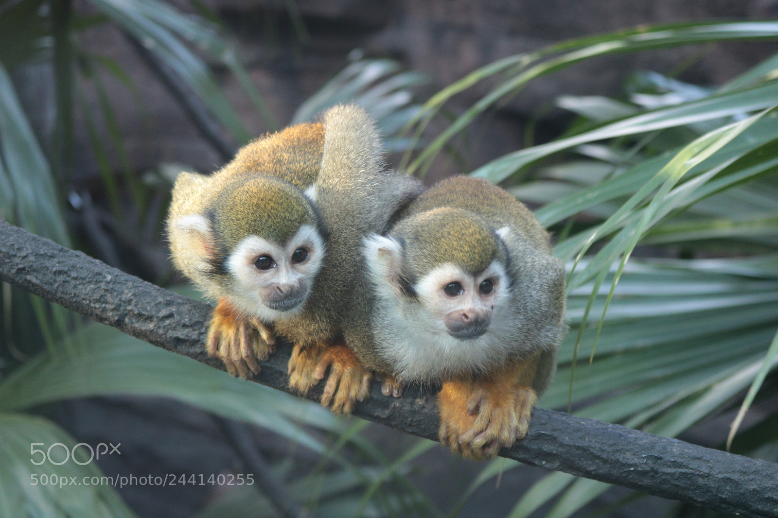 Canon EOS 750D (EOS Rebel T6i / EOS Kiss X8i) sample photo. Squirrel monkeys photography