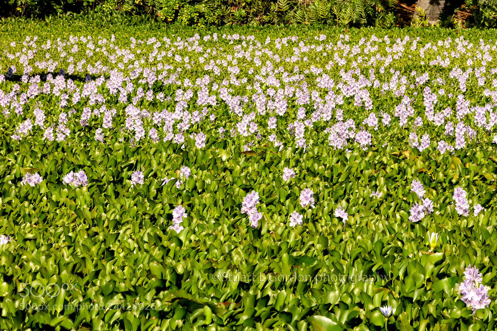 Canon EOS 5DS R sample photo. Floating garden photography
