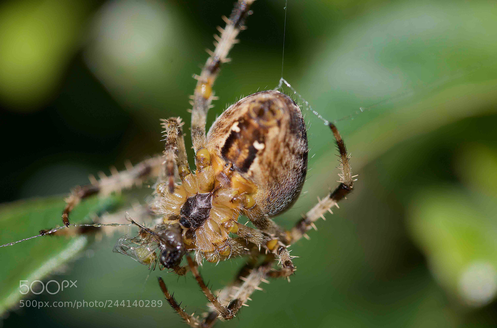Nikon D7000 sample photo. Spider with prey photography