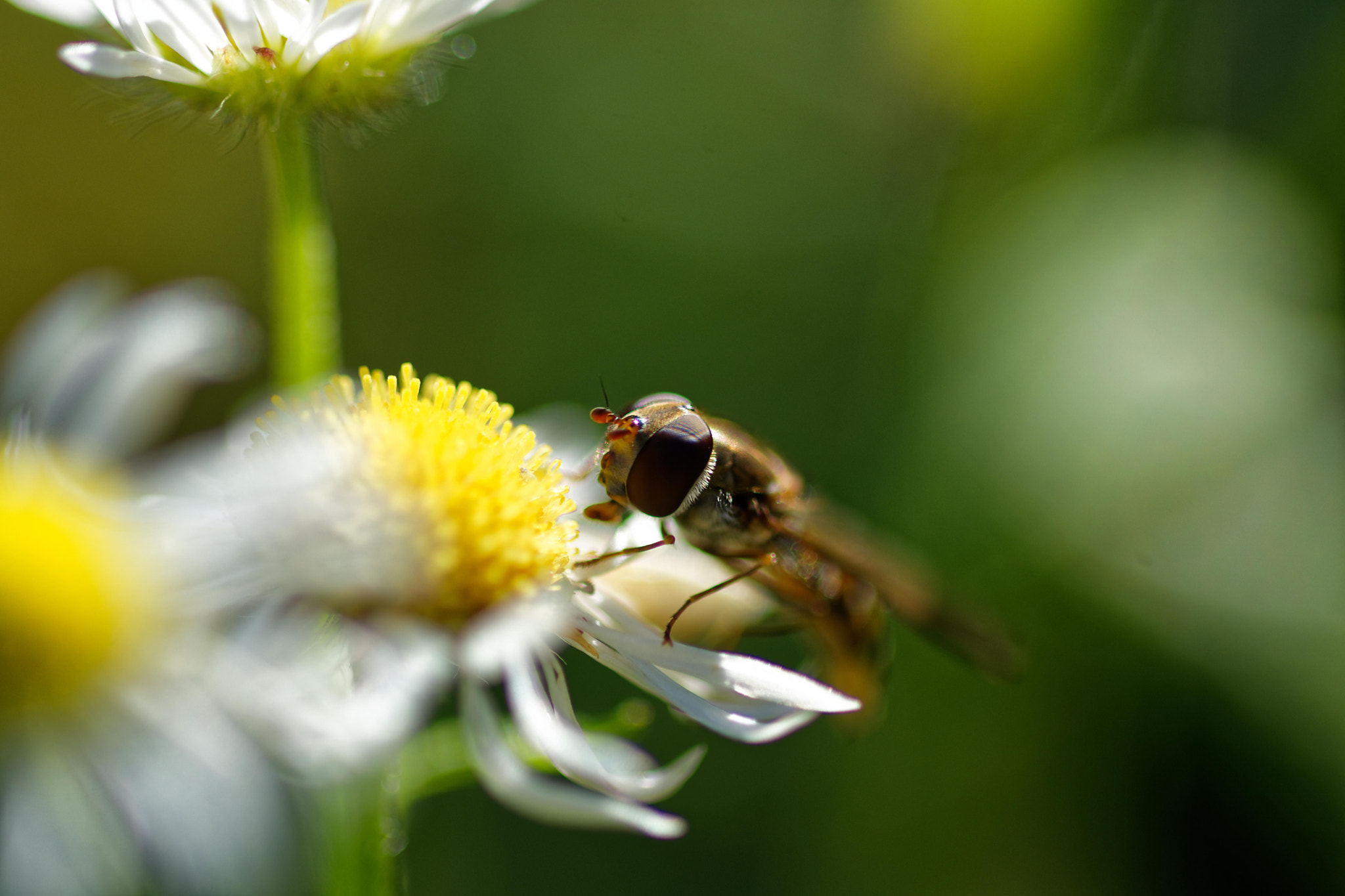Sigma 105mm F2.8 EX DG OS HSM sample photo. Syrphe photography