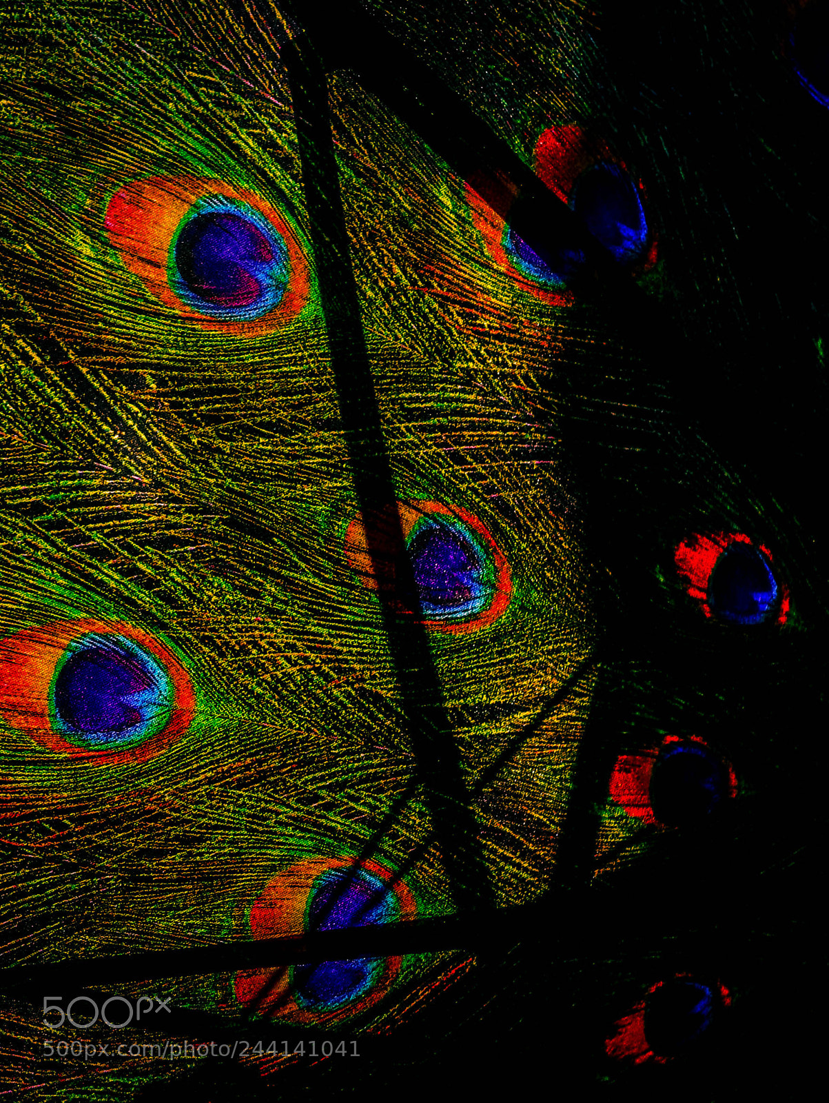 Pentax K-r sample photo. Peacock feather abstract photography
