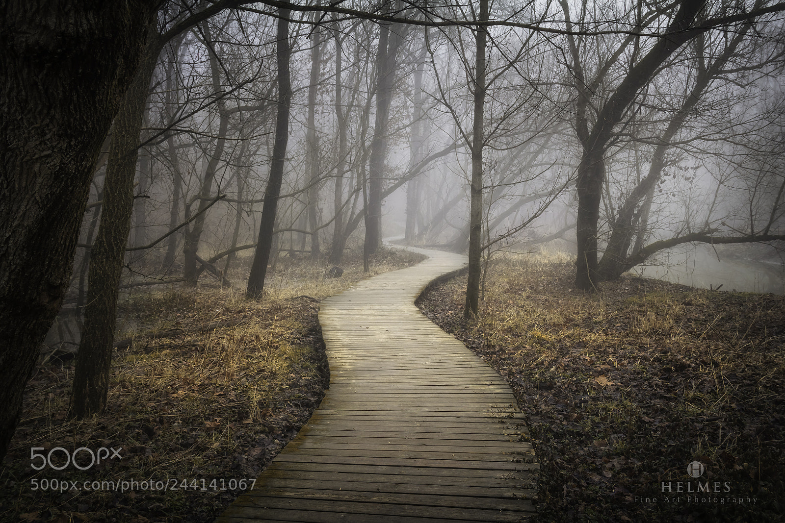 Canon EOS 60D sample photo. Kingfisher fog photography