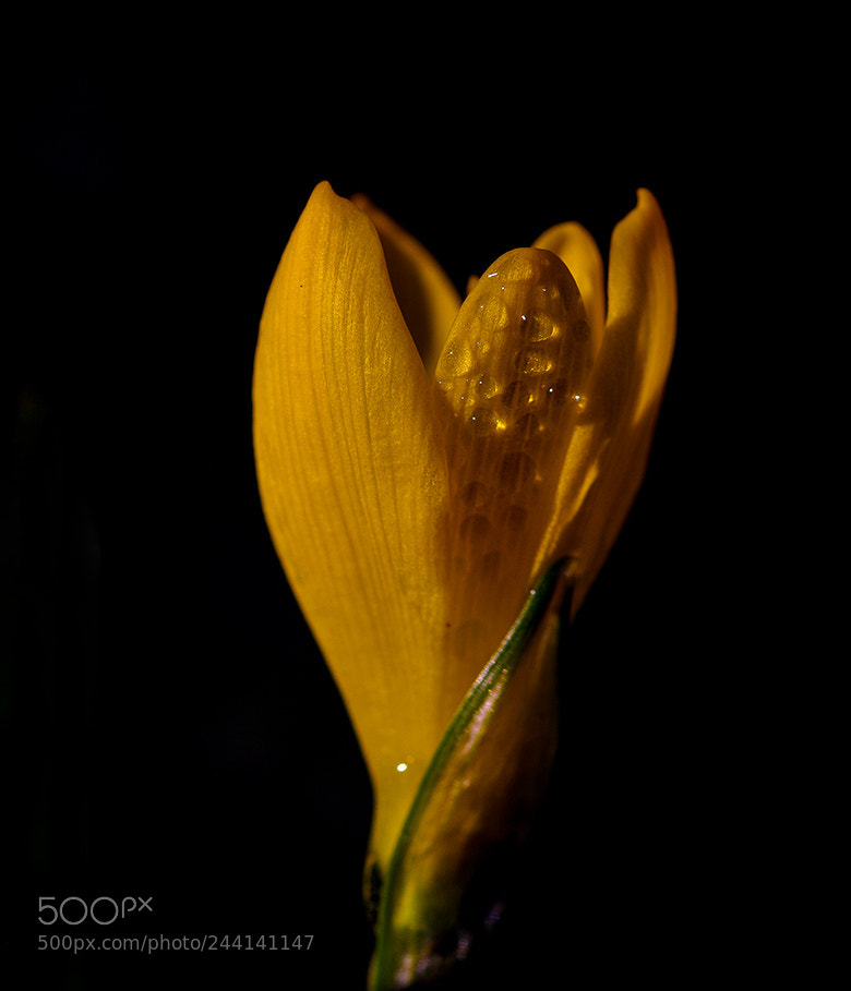 Pentax K20D sample photo. Winter flower photography