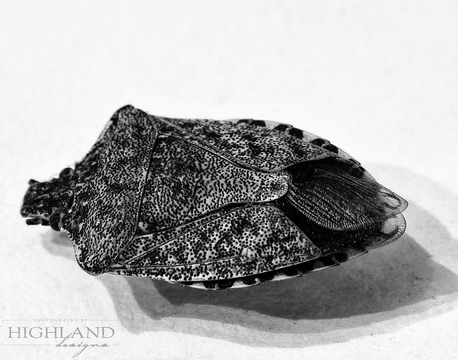 Sony a7 II sample photo. The bug b&w photography