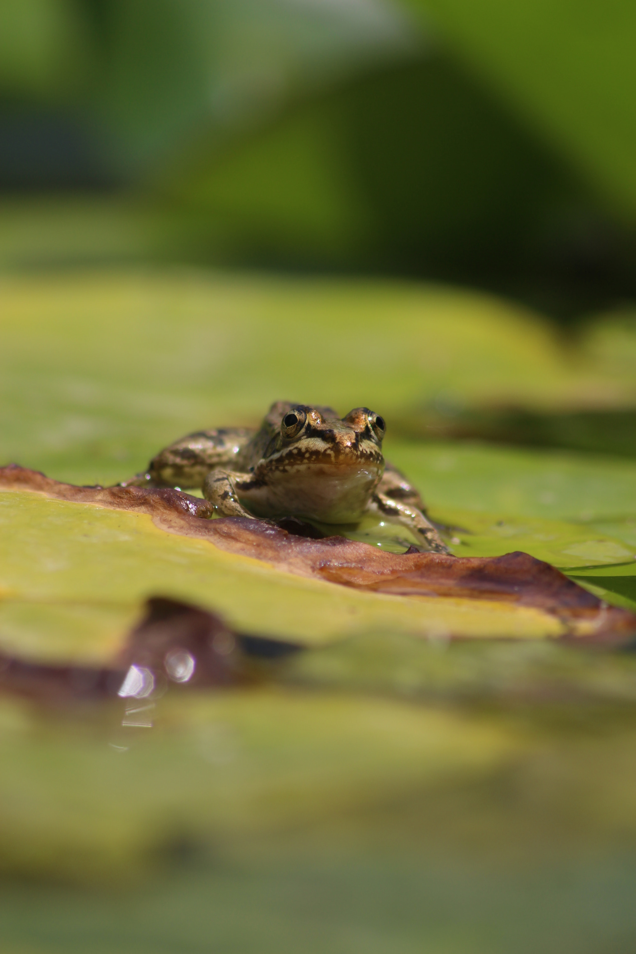 Canon EOS 650D (EOS Rebel T4i / EOS Kiss X6i) + Sigma 70-300mm F4-5.6 APO DG Macro sample photo. From a frogs perspective photography