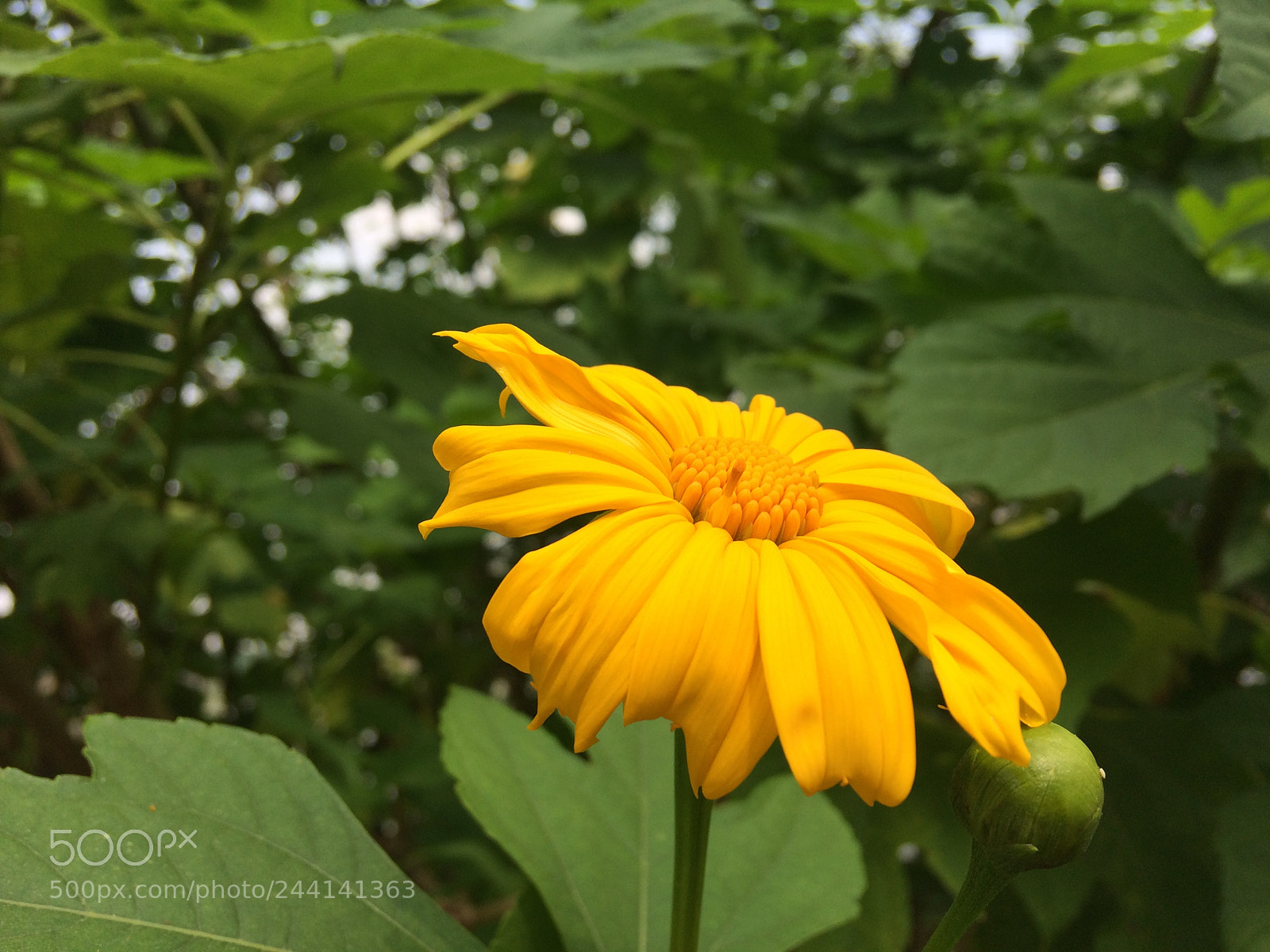 Apple iPhone 5s sample photo. Every flower must grow photography