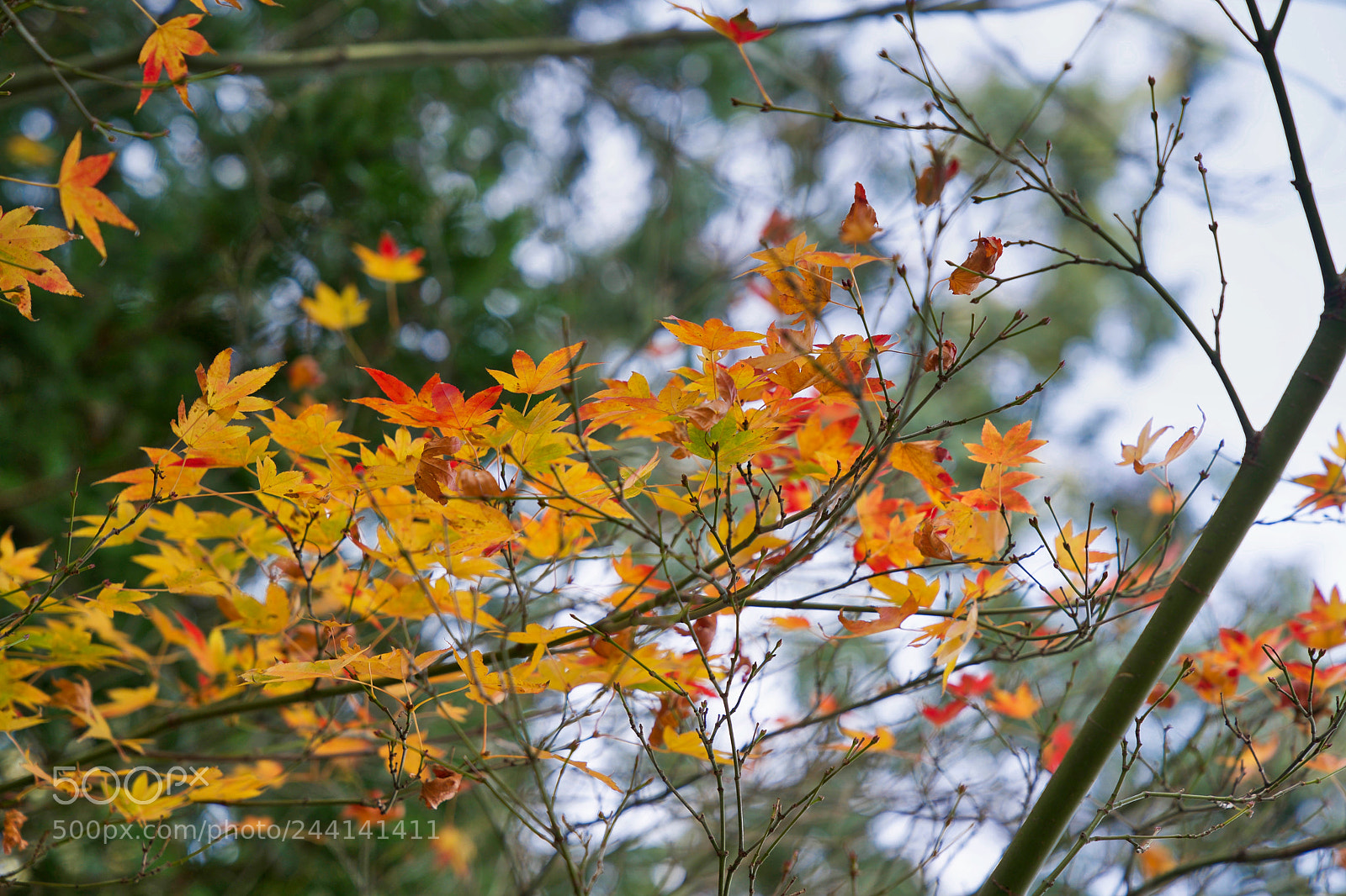 Sony a9 sample photo. I had no illusions photography