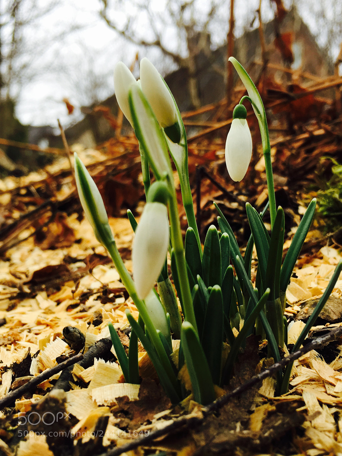 Apple iPhone 6s sample photo. Galanthus photography