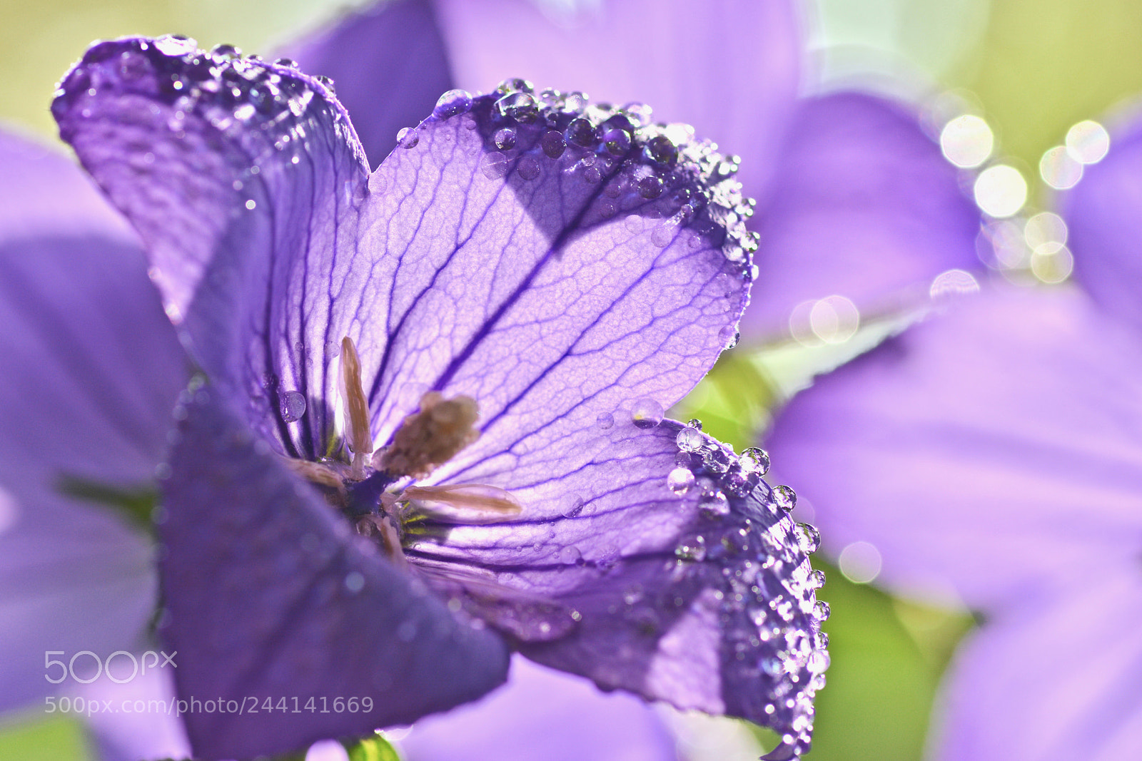 Nikon D7100 sample photo. Flower & bokeh photography