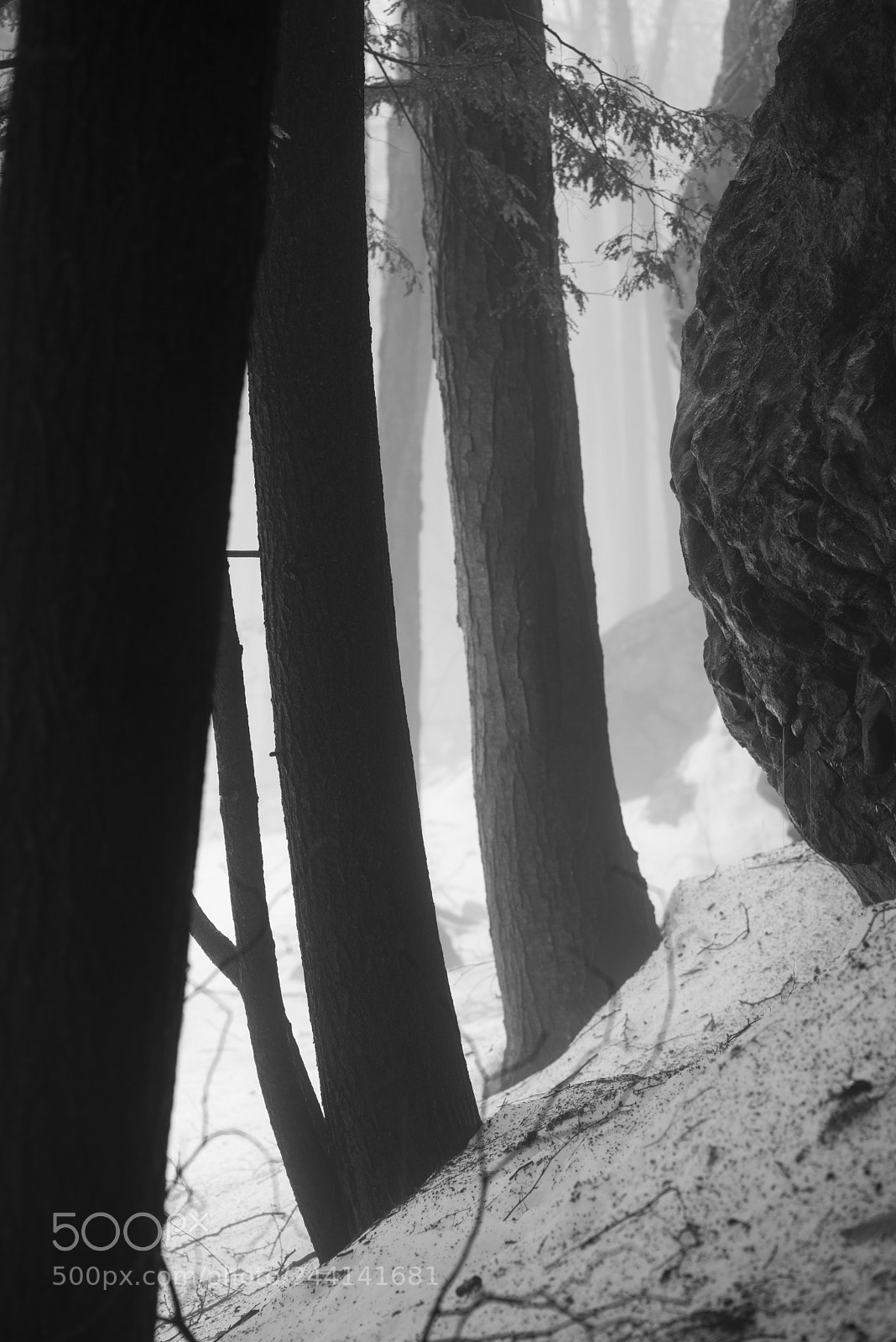Pentax K-1 sample photo. Tree trunks and boulder photography