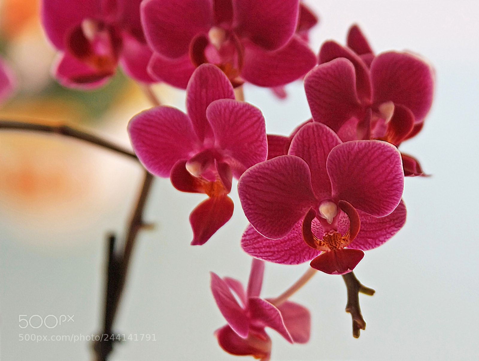 Canon EOS 40D sample photo. Orchides photography