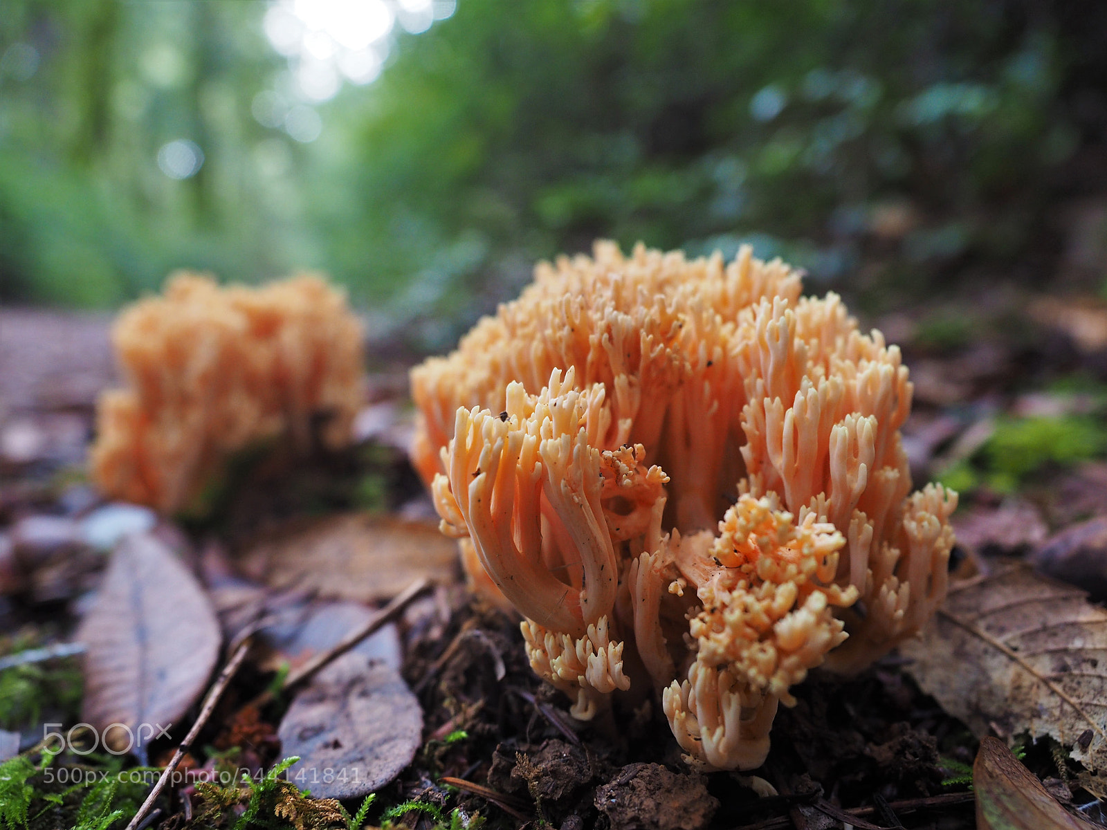 Olympus OM-D E-M10 II sample photo. Coral fungus photography
