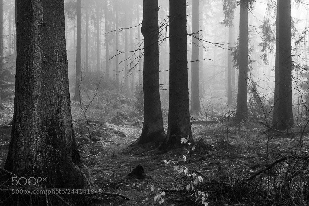 Canon EOS 60D sample photo. In the forest photography