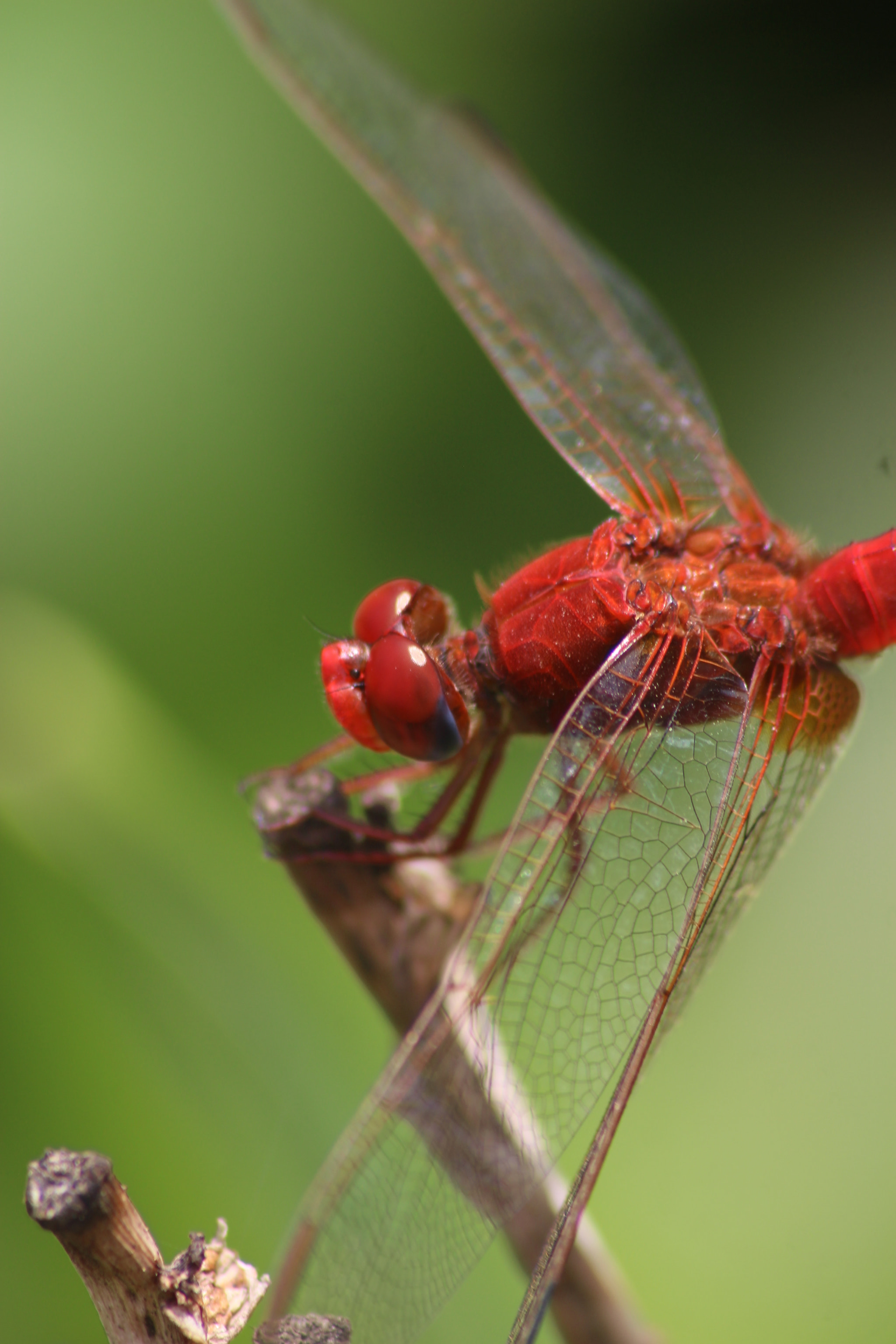 Sigma 70-300mm F4-5.6 APO DG Macro sample photo. Red dragonfly photography